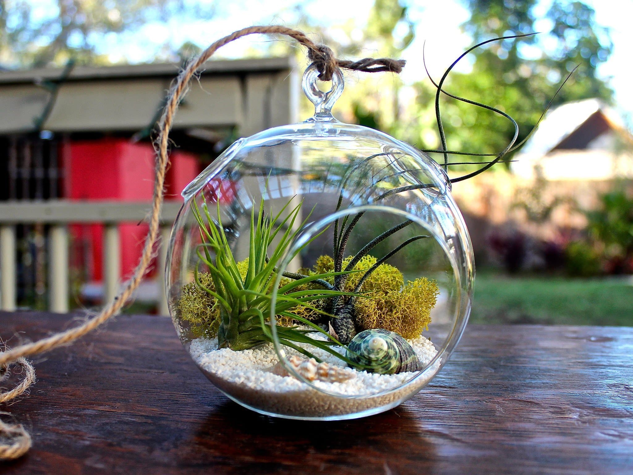 Gift Boxed: Seascape Terrarium with Tillandsia Tenuifoila and Butzii - Image 3