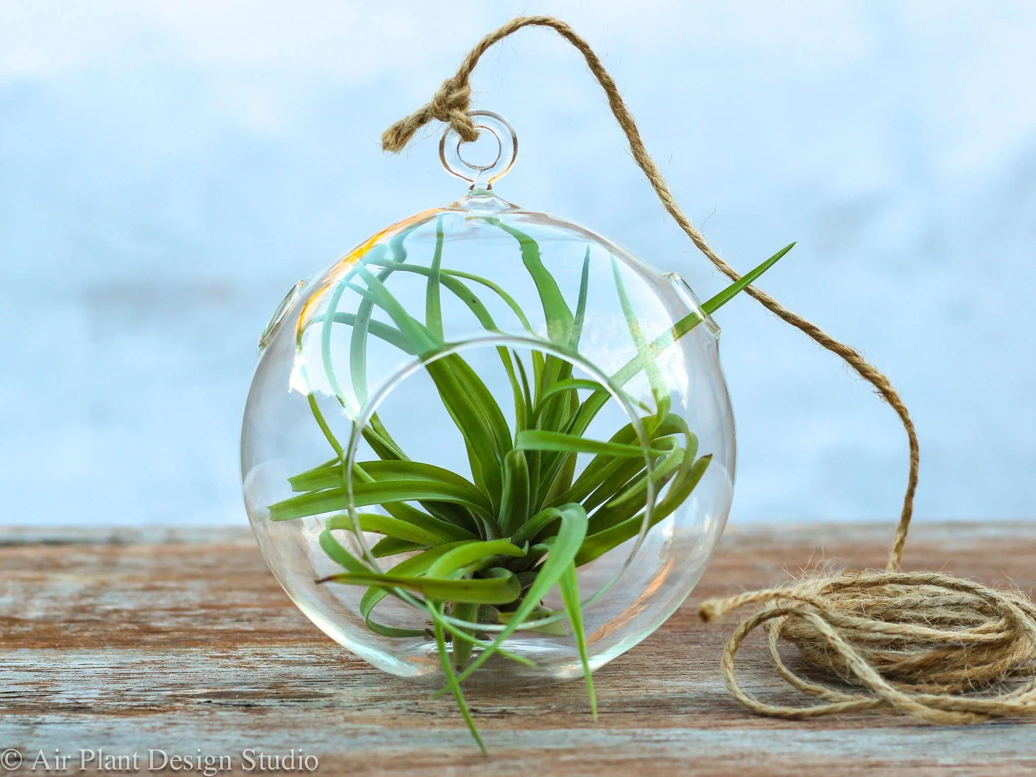 Gift Boxed: Simplicity Terrarium with Tillandsia Abdita Brachycaulos