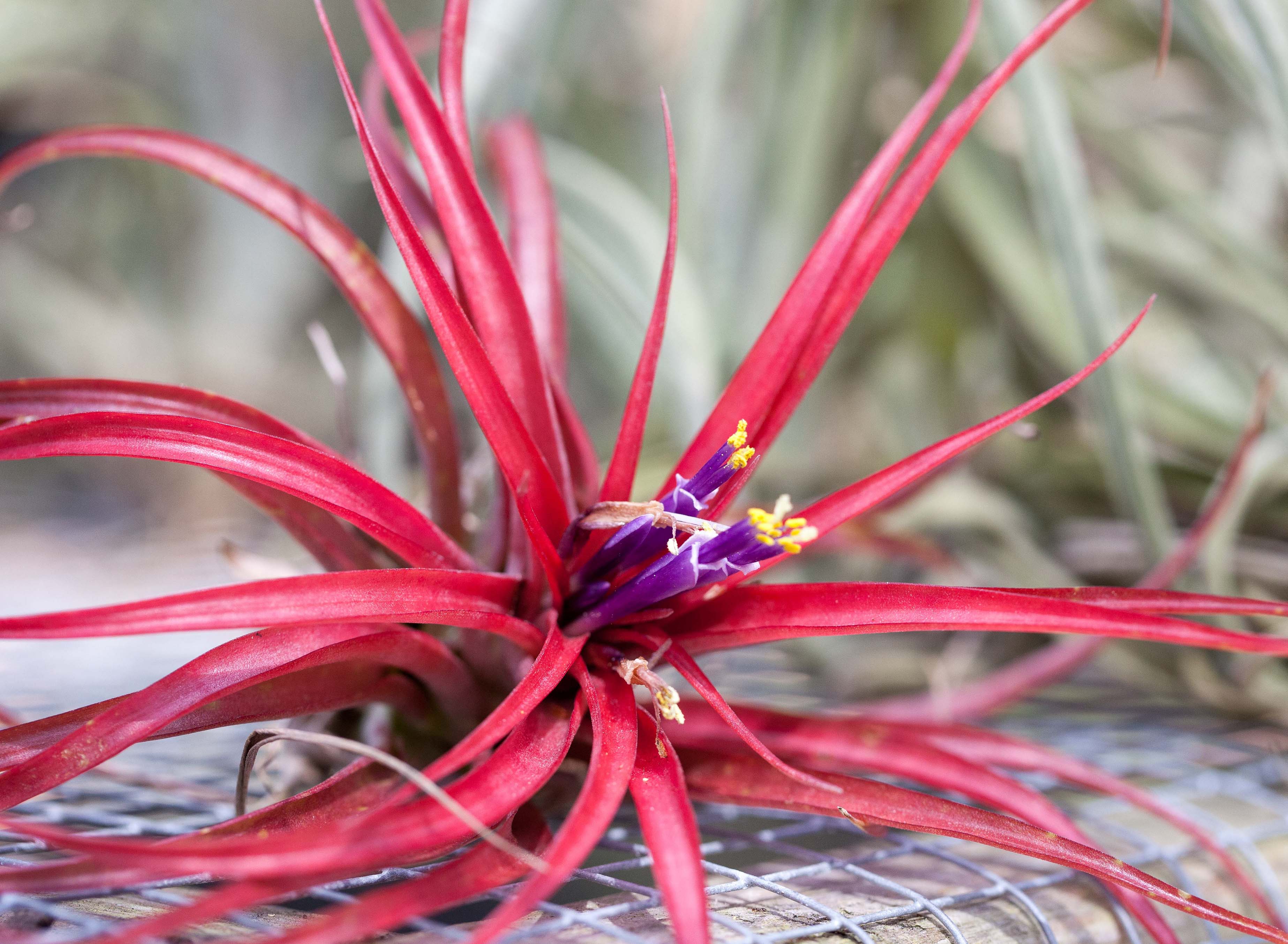Gift Boxed: Simplicity Terrarium with Tillandsia Abdita Brachycaulos - Image 3