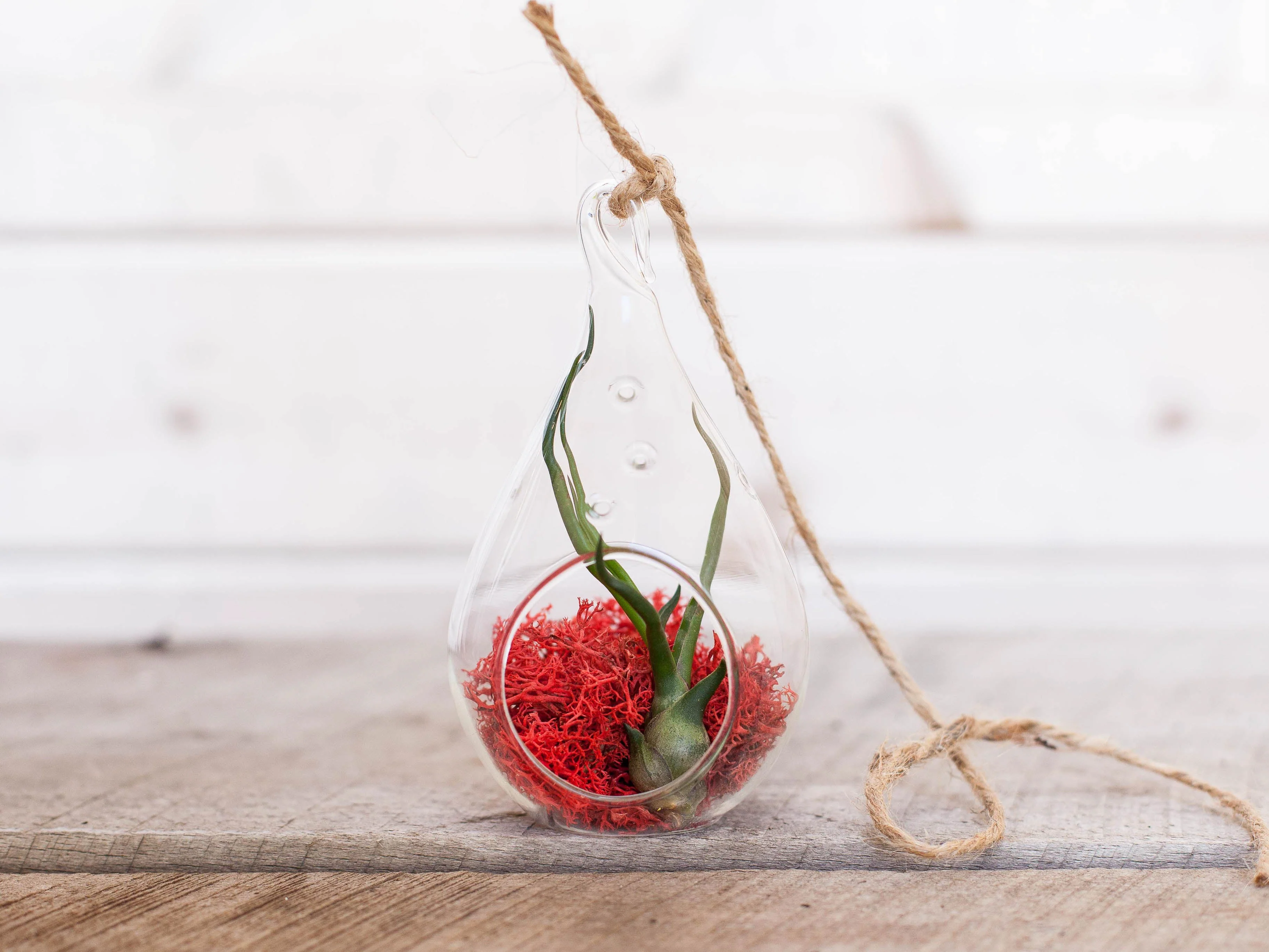 Gift Boxed: Teardrop Crimson Terrarium with Tillandsia Bulbosa Guatemala