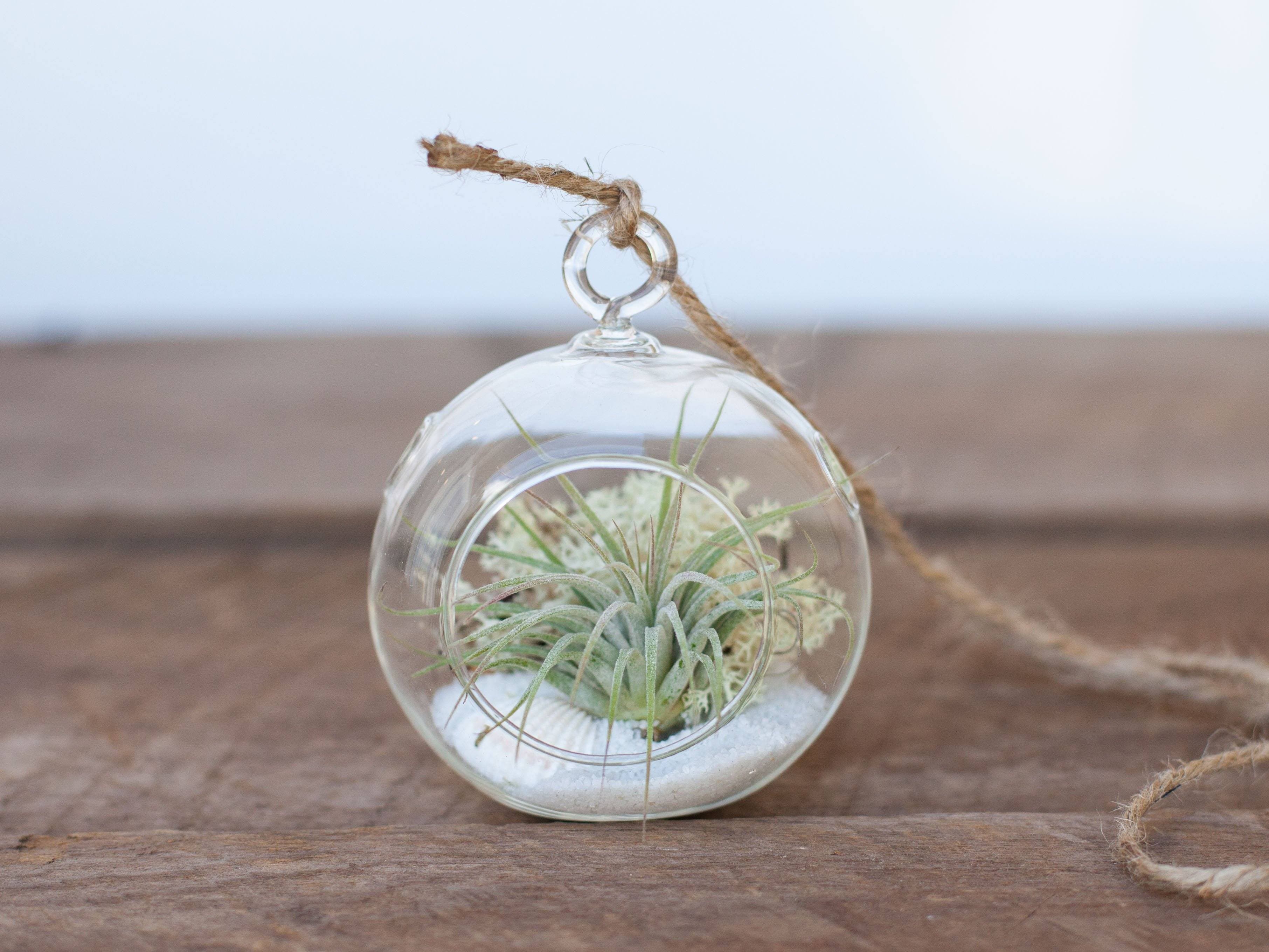 Gift Boxed: Mini Shore Terrarium with White Sand Kit and Tillandsia Ionantha Air Plant