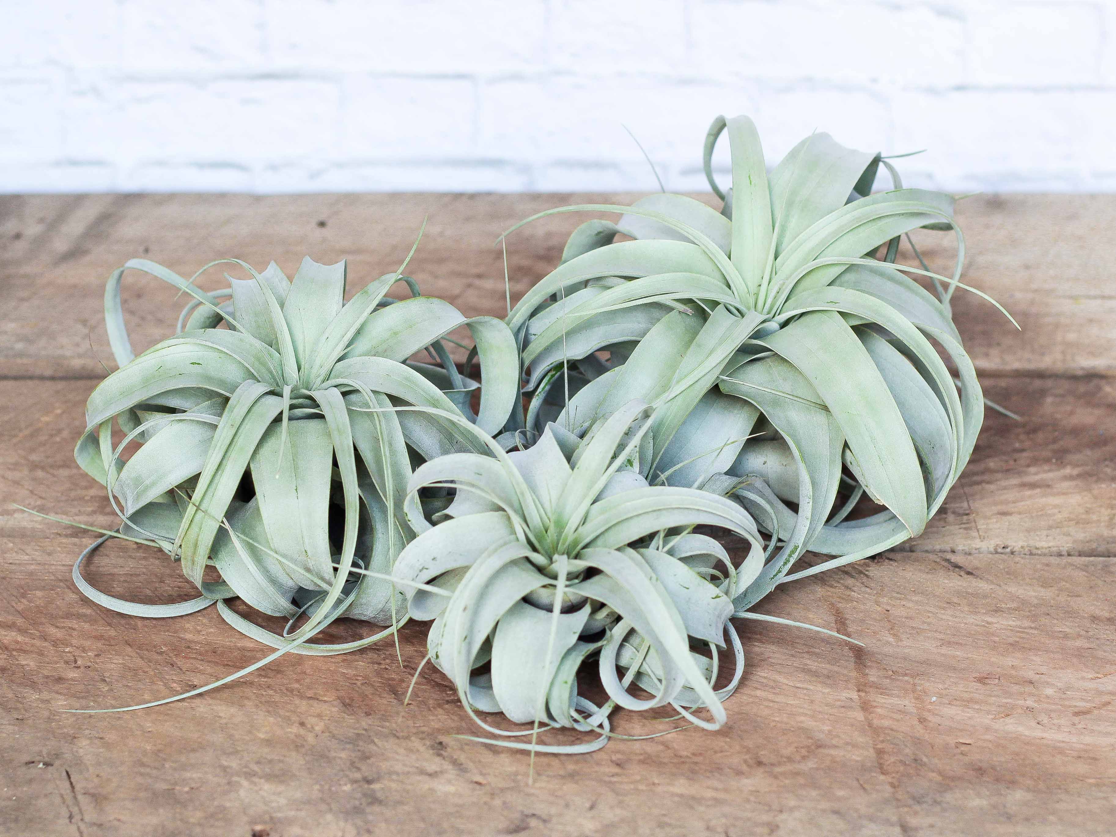 3 Large T. Xerographica for $36 - Image 2