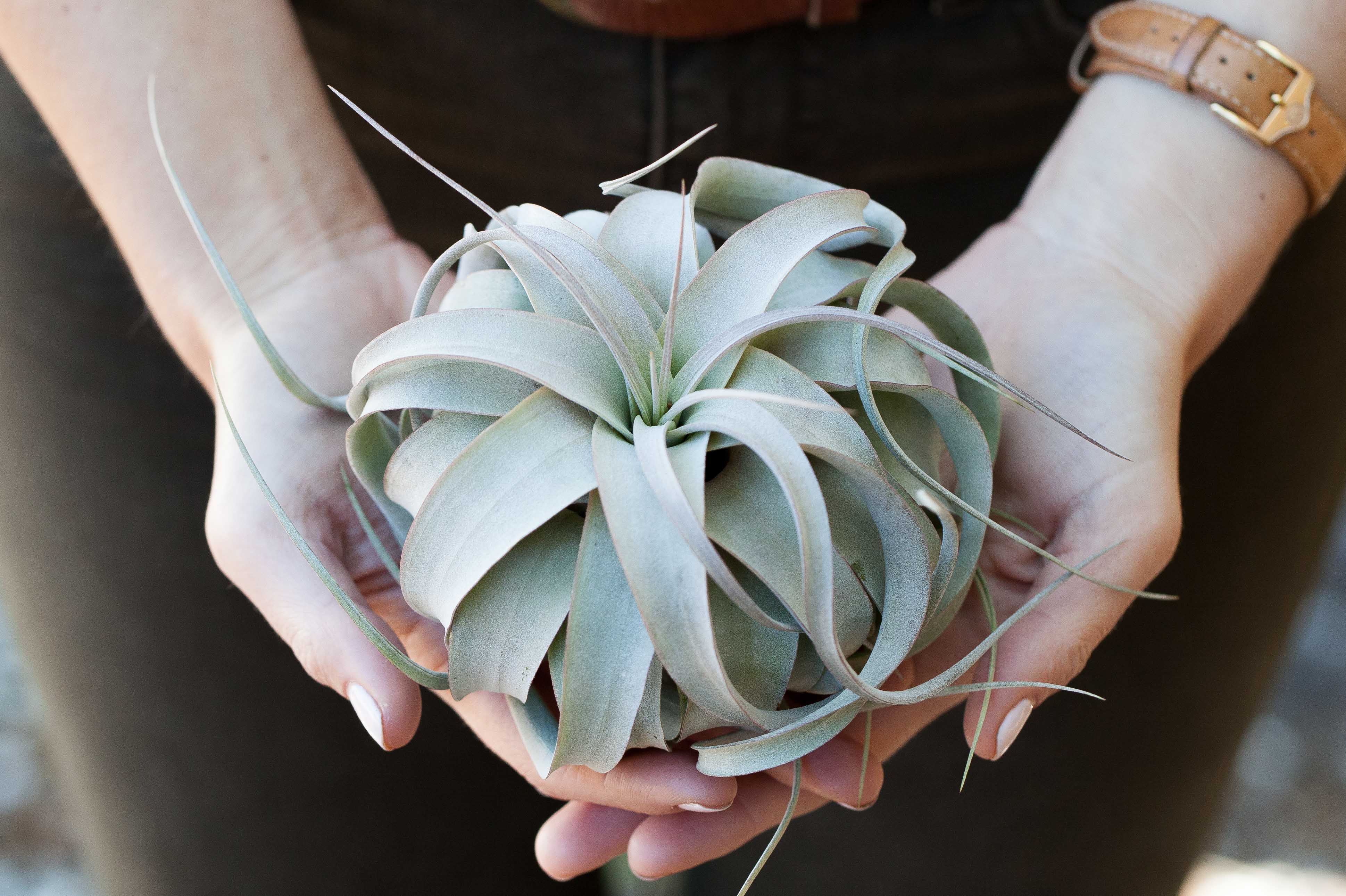 3 Large T. Xerographica for $36 - Image 3