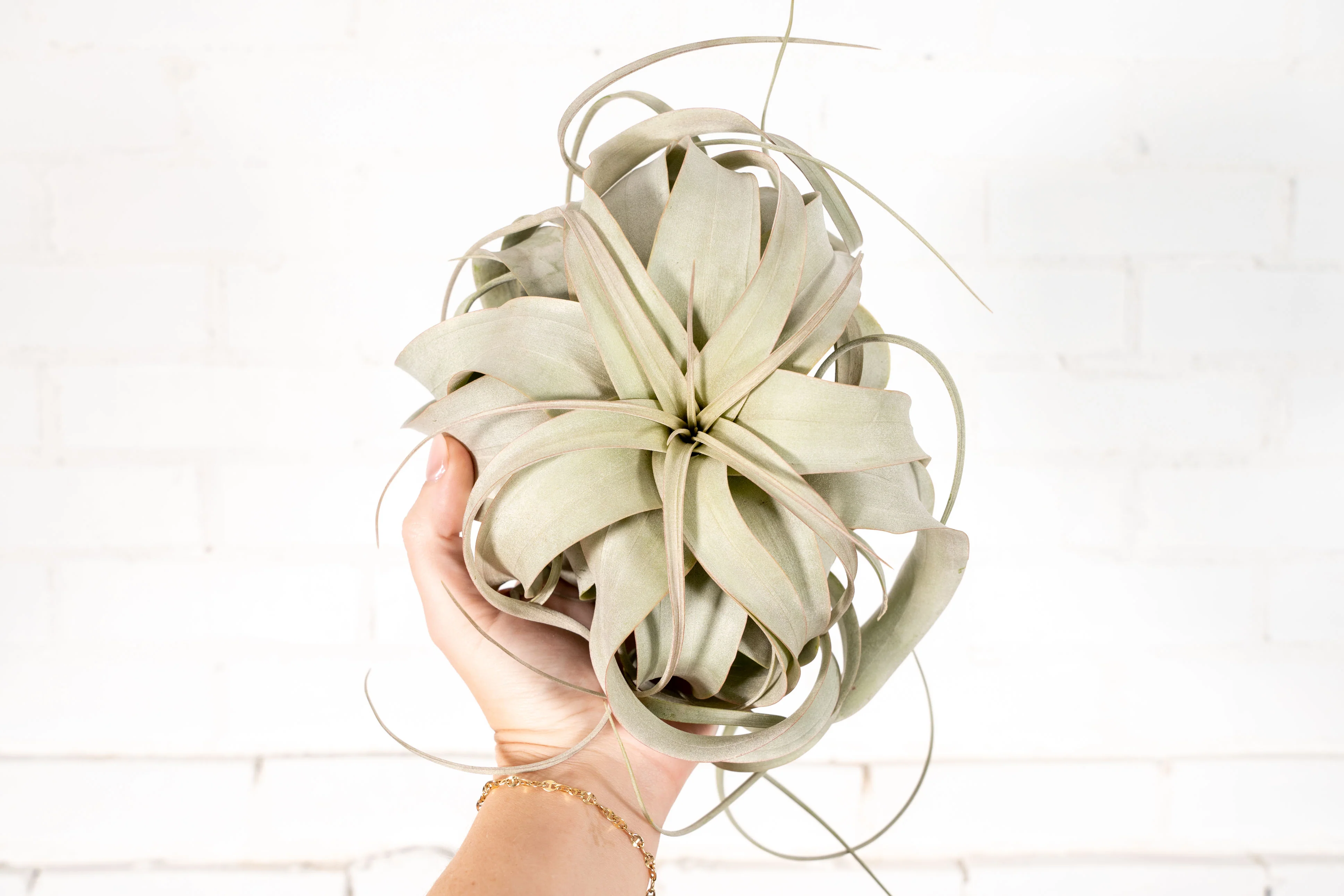 3 Large T. Xerographica for $36 - Image 6