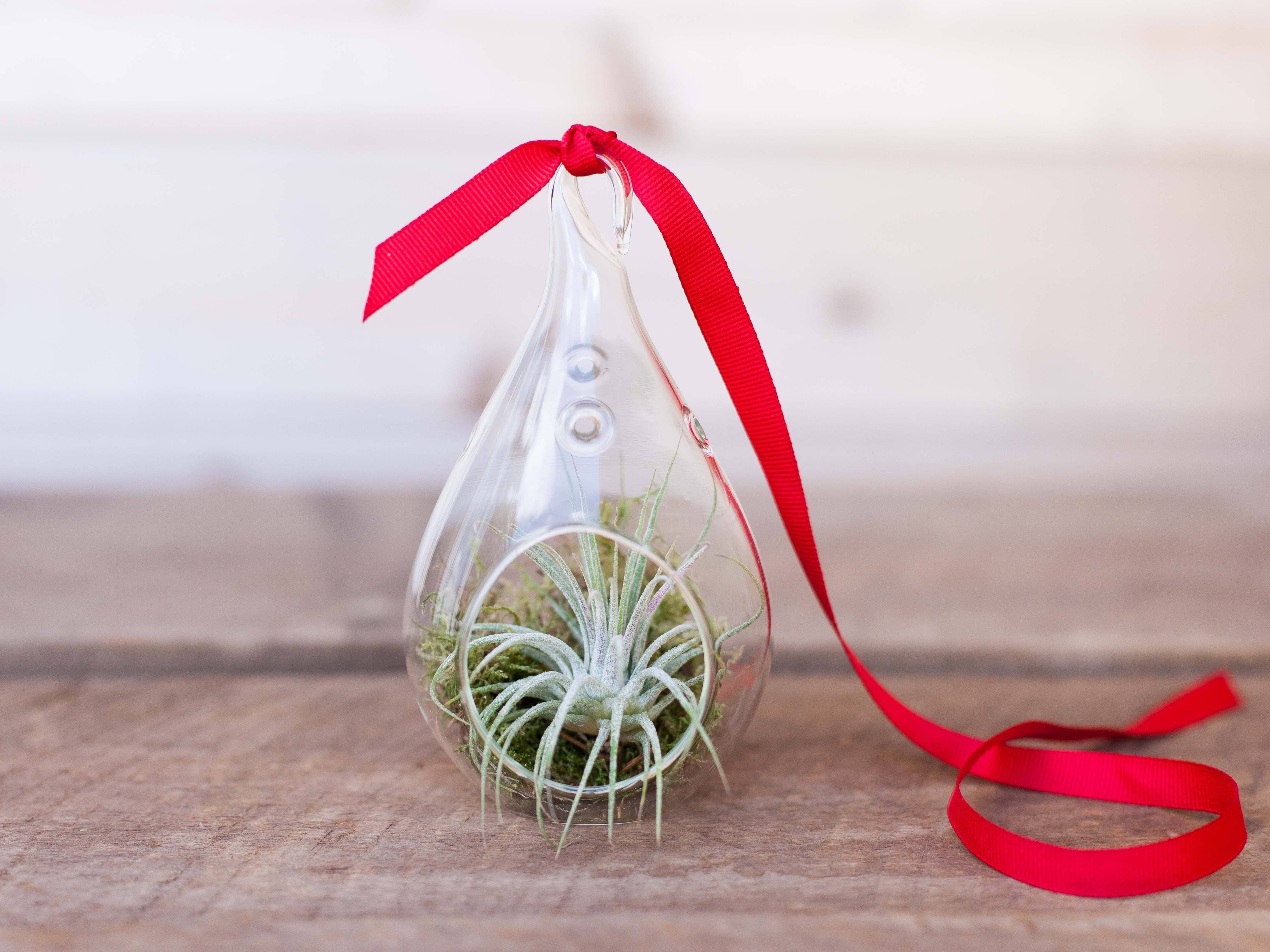Gift Boxed: Vibrant Teardrop Ornament with Tillandsia Ionantha Air Plant