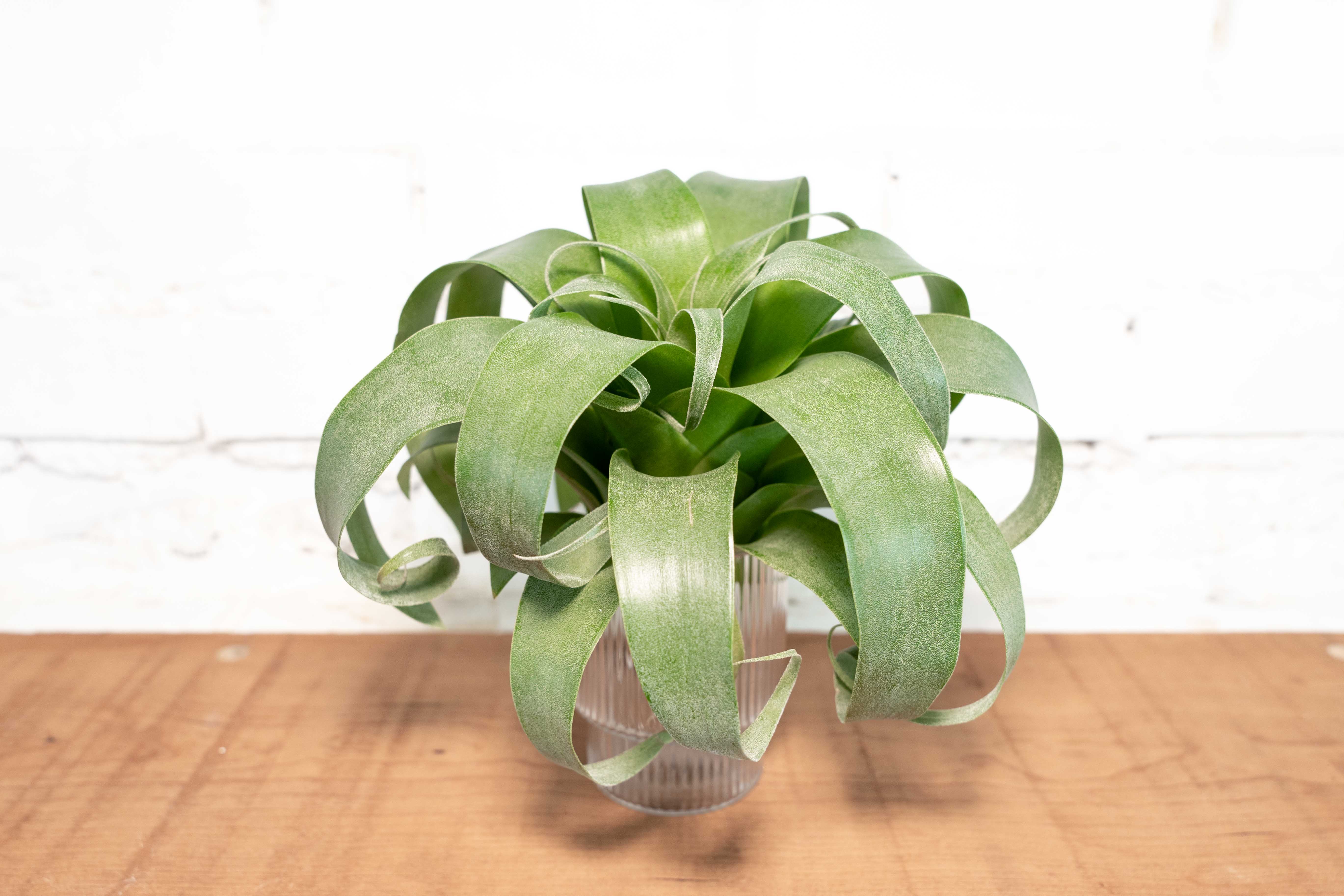 Hybrid Tillandsia Samantha 'T. mooreana X kalmbacheri'