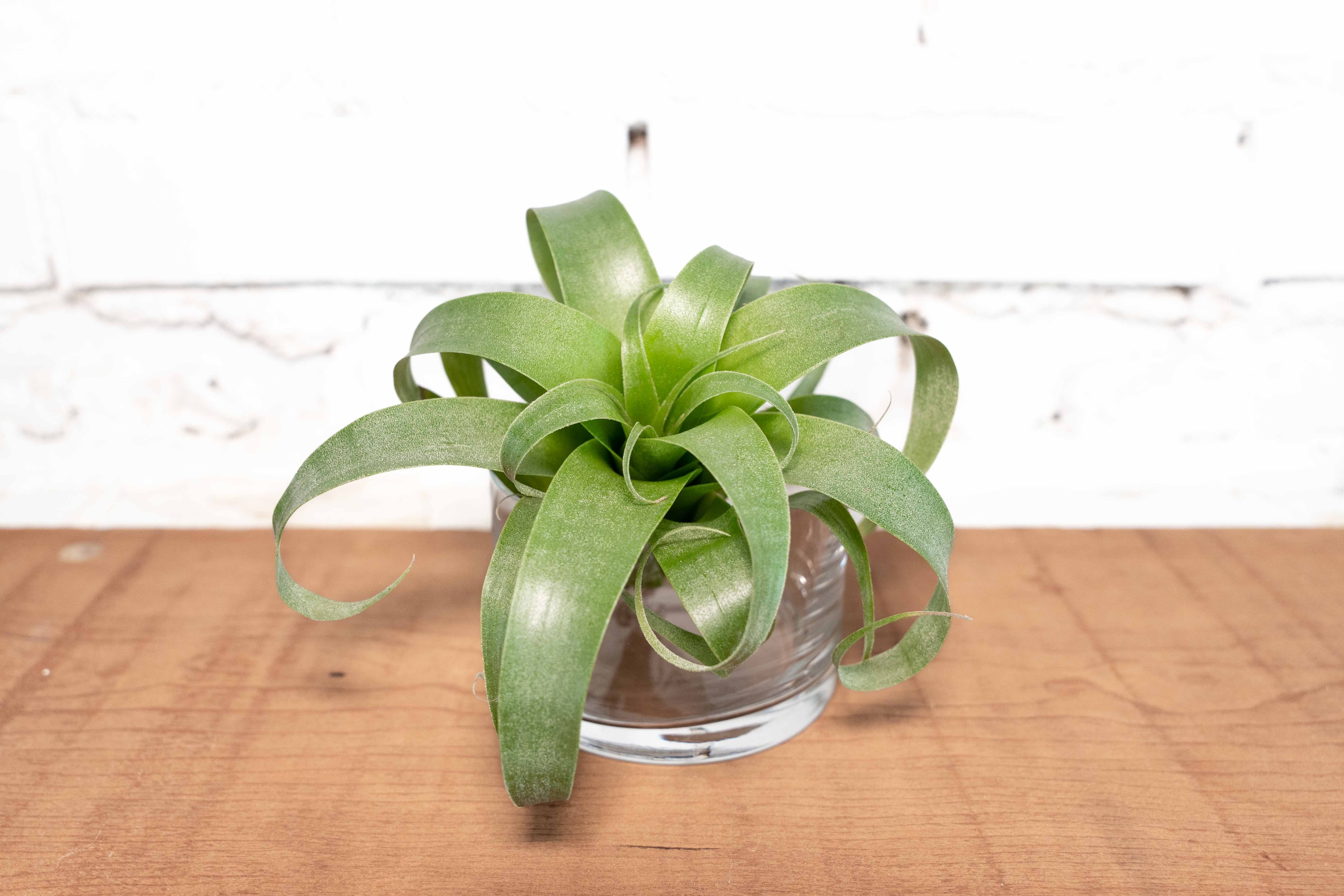 Hybrid Tillandsia Samantha 'T. mooreana X kalmbacheri' - Image 2