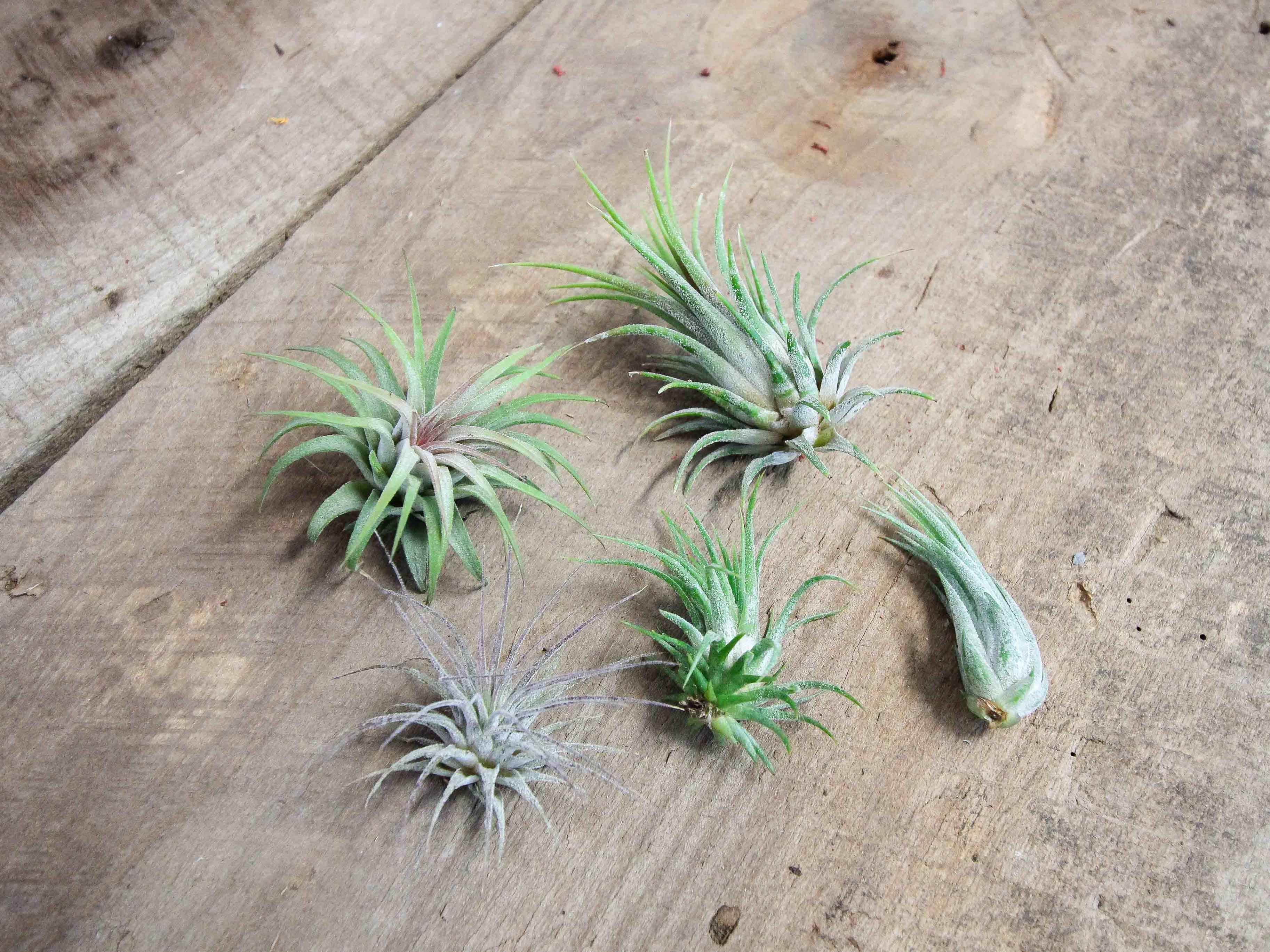 Tillandsia Ionantha Air Plant Combo Pack - Image 3
