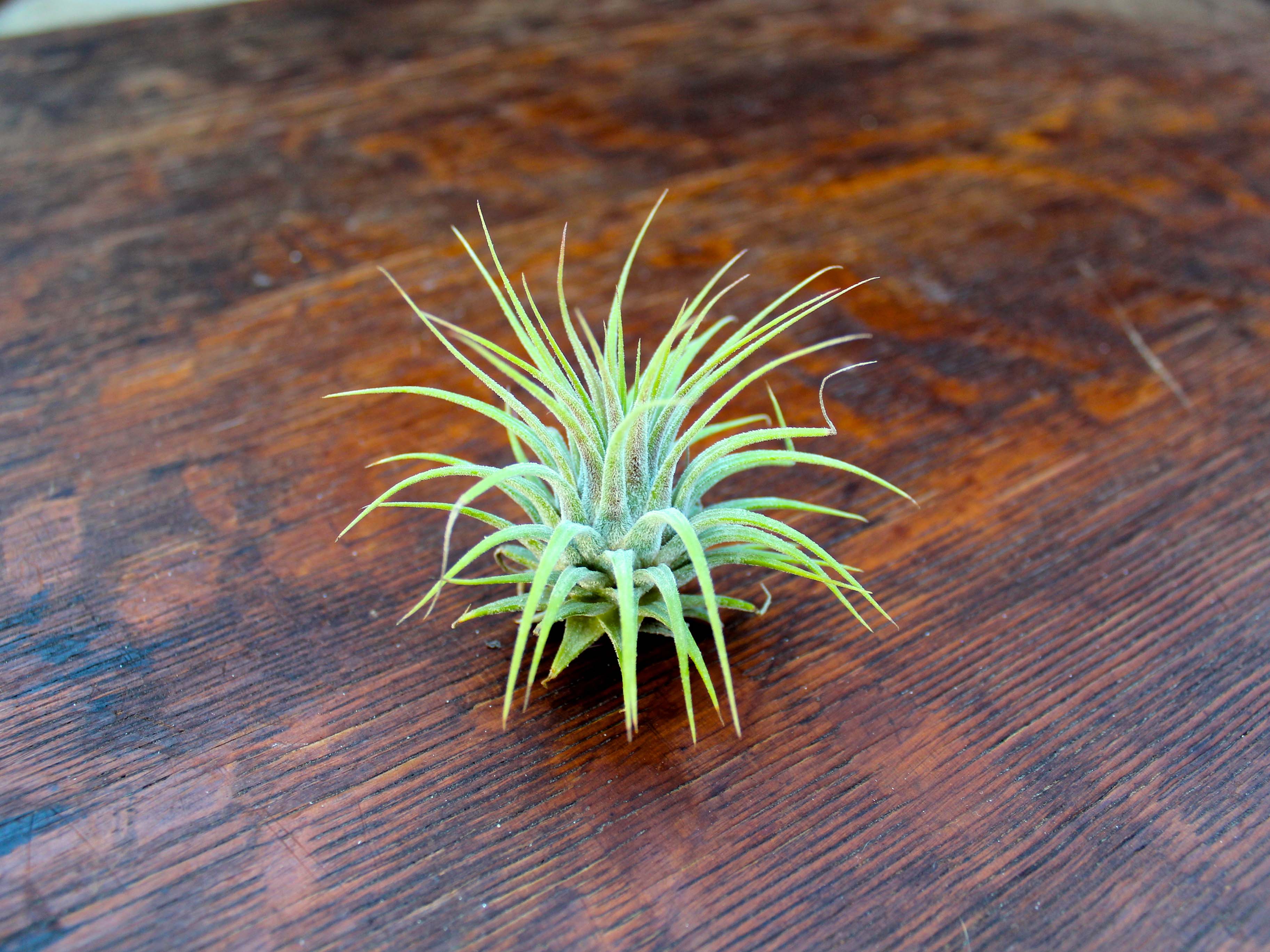 Tillandsia Ionantha Guatemala Trio Pack - Image 3