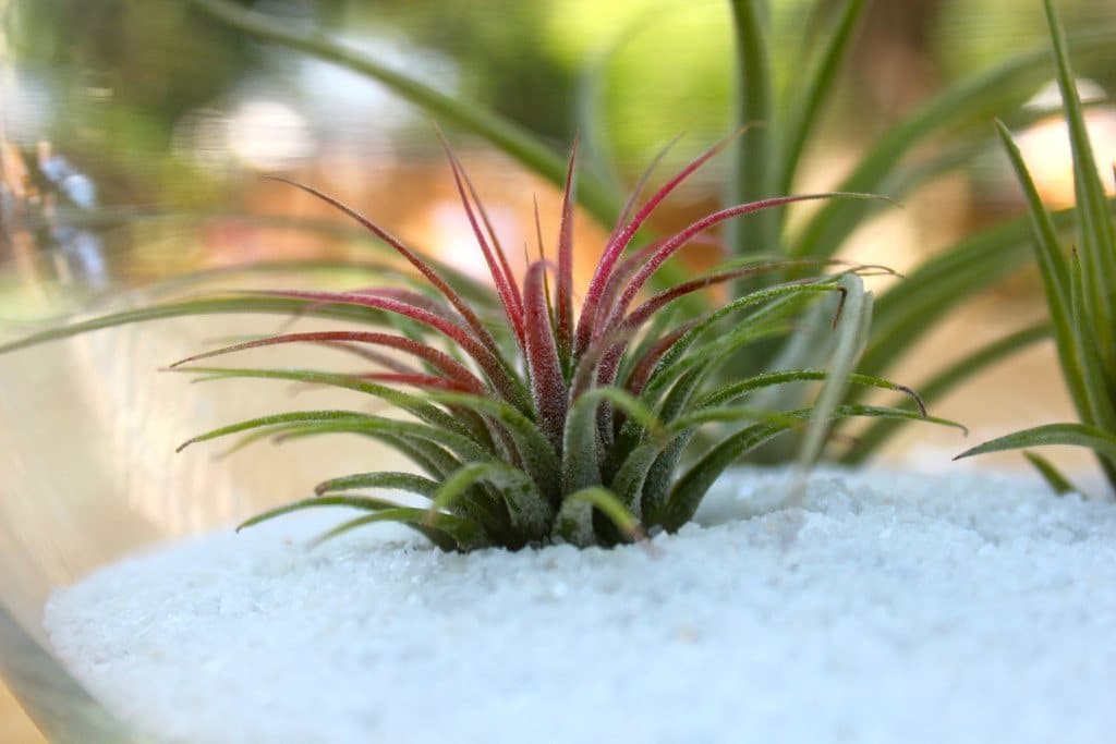 Tillandsia Ionantha Guatemala Trio Pack - Image 5