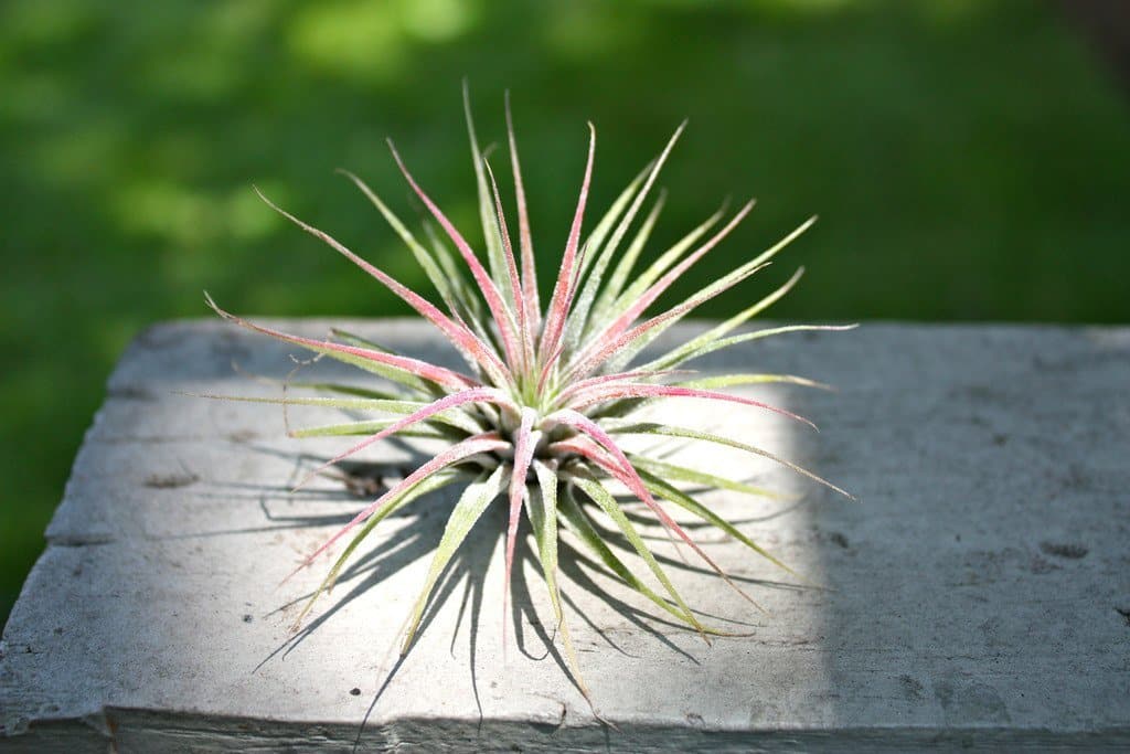 Tillandsia Ionantha Guatemala Duo Pack - Image 3