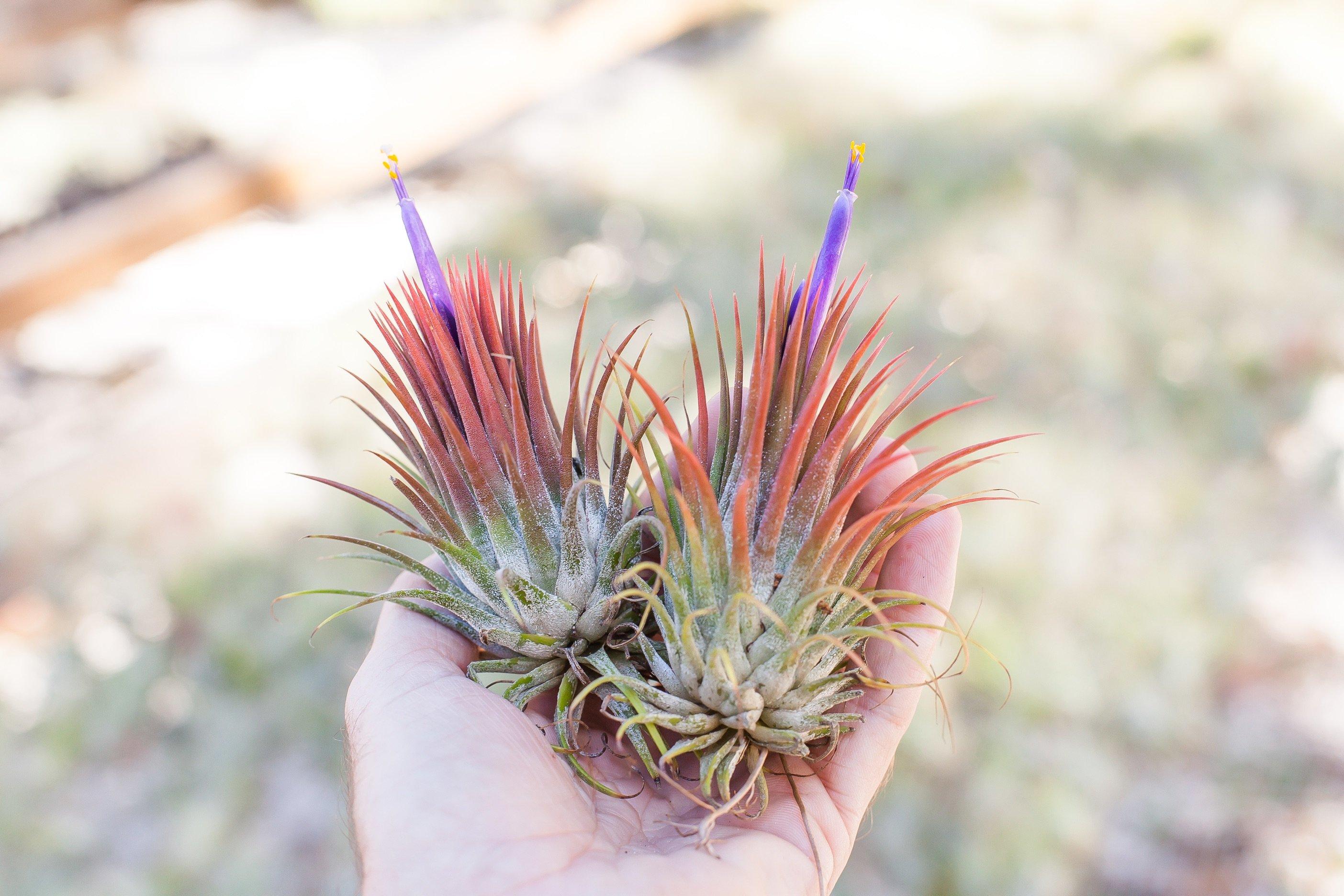 Tillandsia Ionantha Guatemala 'Macho' Special Giant Ionantha Air Plants