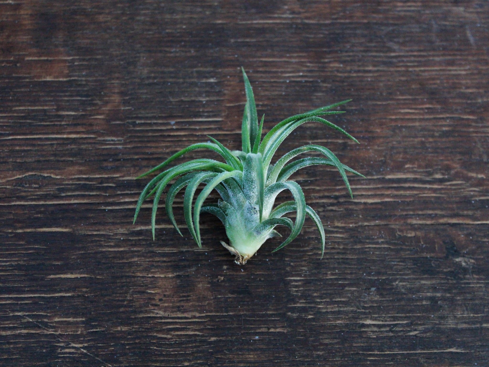 Tillandsia Ionantha Mexican Air Plant - Image 2
