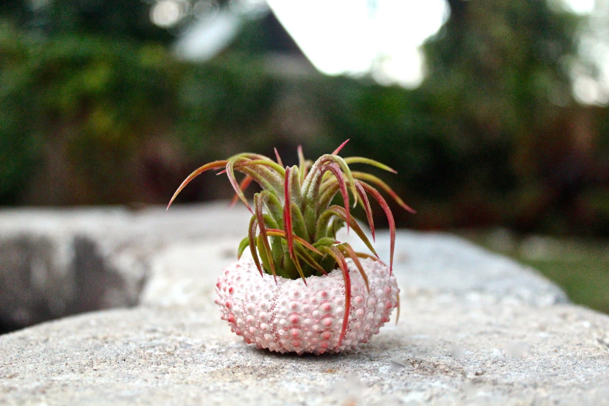 Tillandsia Ionantha Mexican Air Plant - Image 3