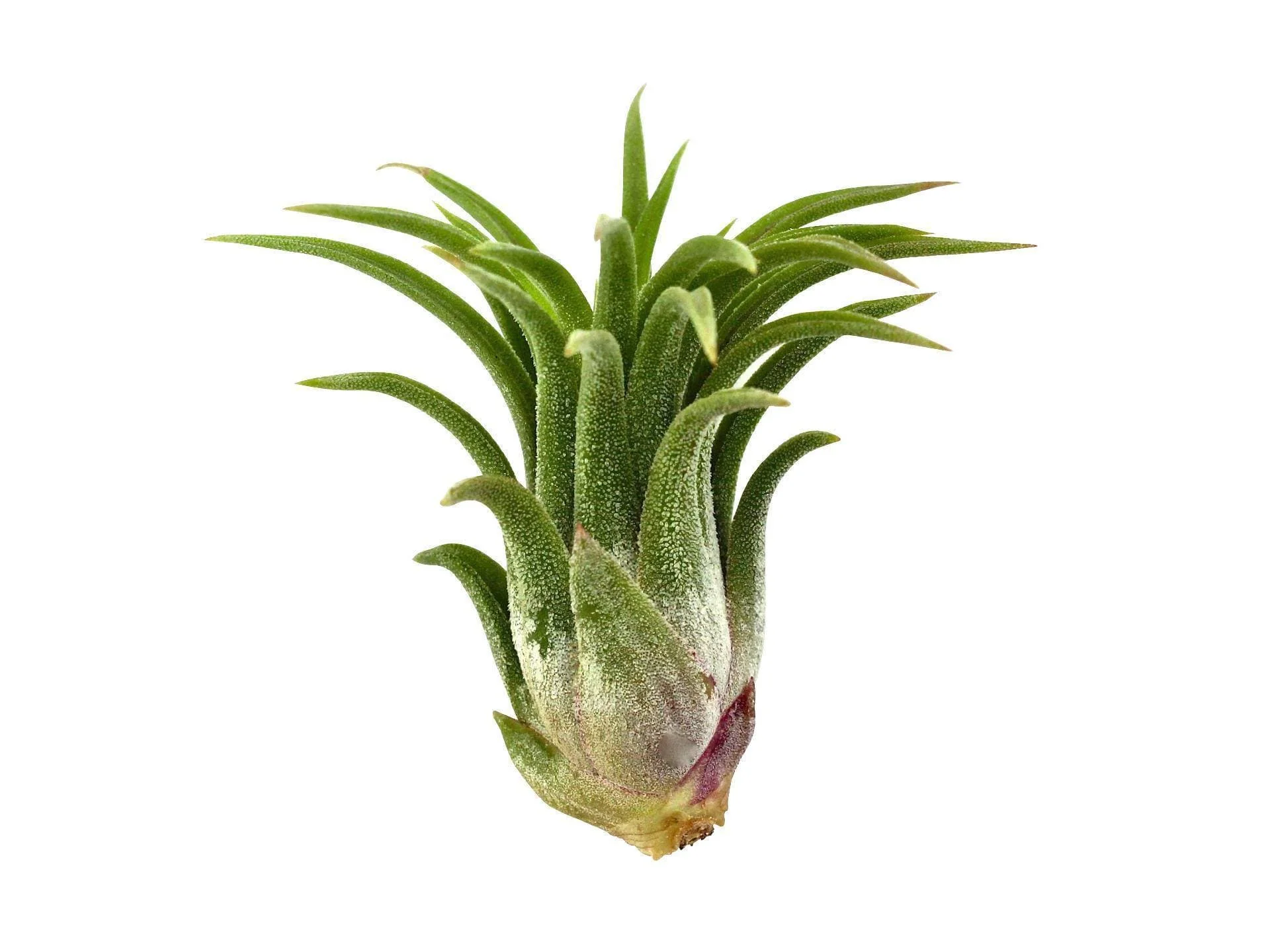 Tillandsia Ionantha Mexican Air Plant - Image 4