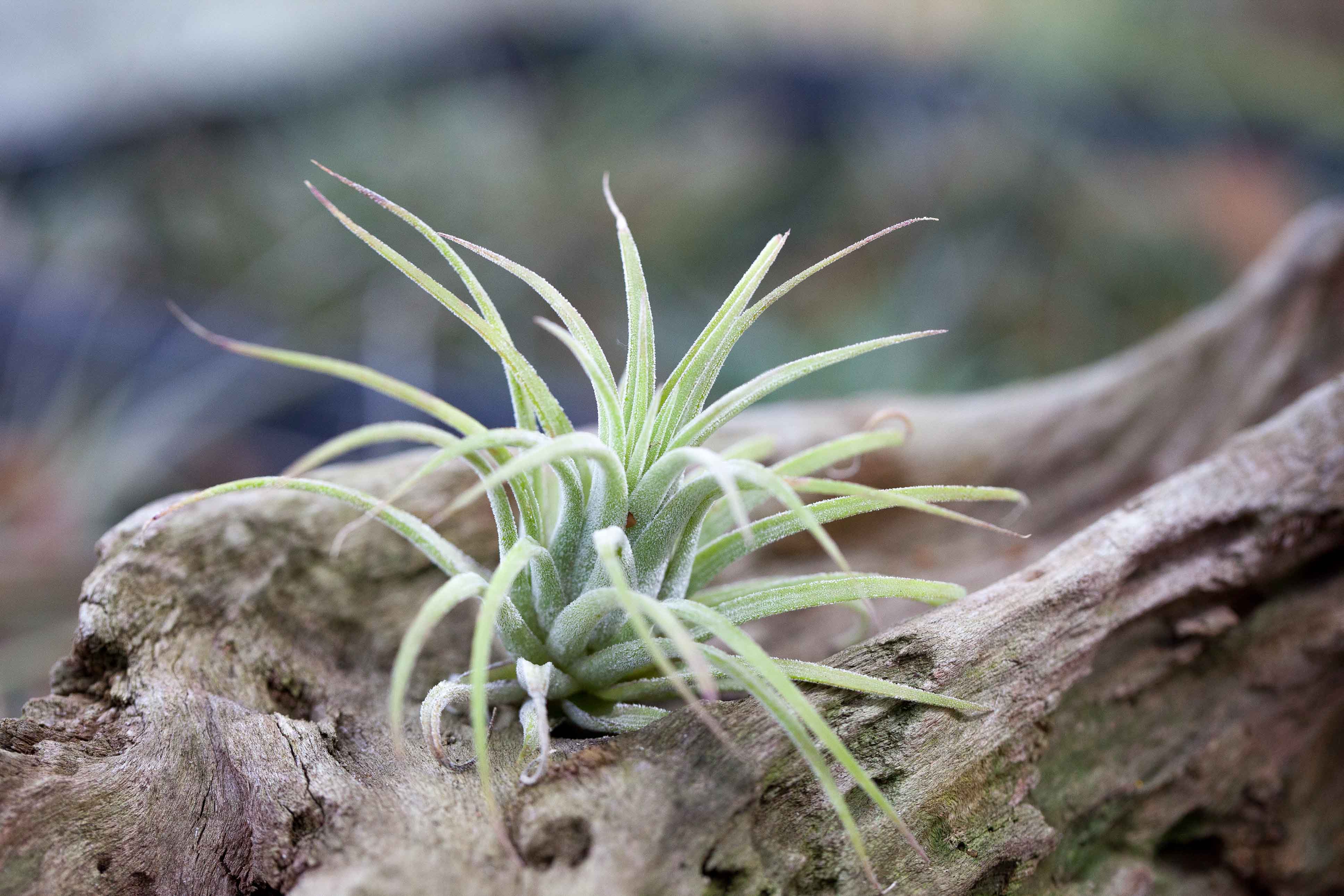 Tillandsia Ionantha Rubra Air Plant - Image 4