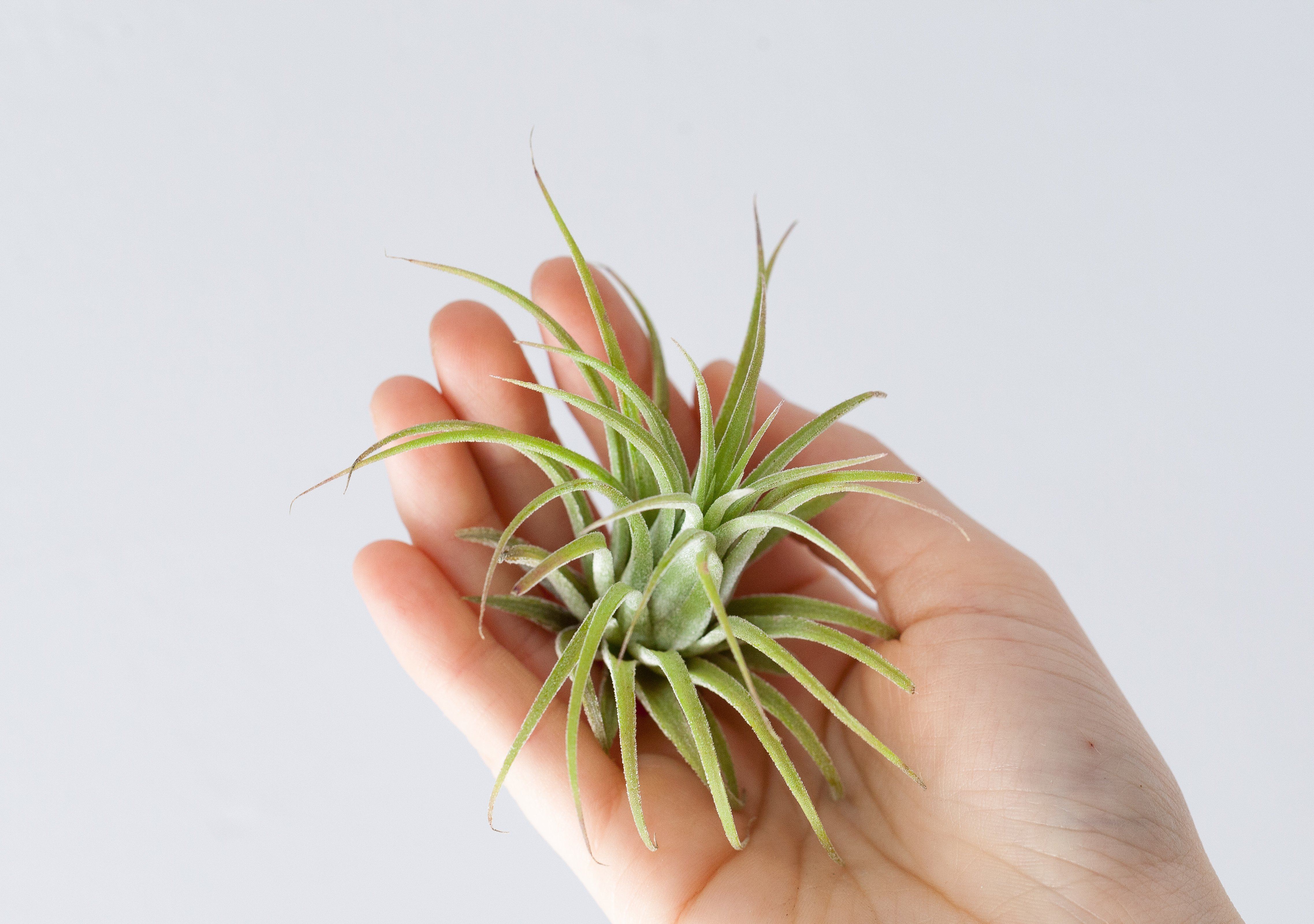 Tillandsia Ionantha Rubra Air Plant - Image 5