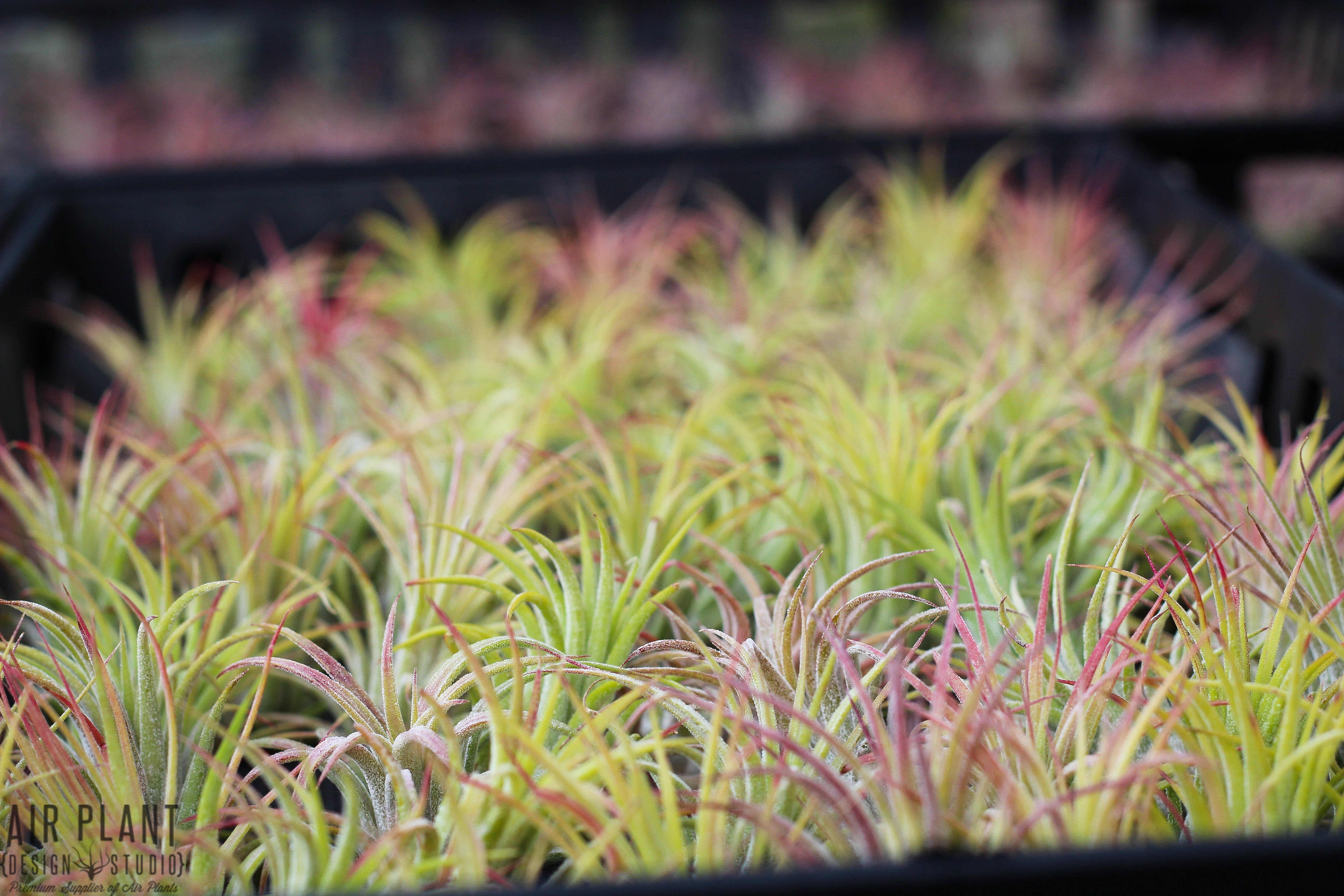 Tillandsia Ionantha Rubra Air Plant - Image 6