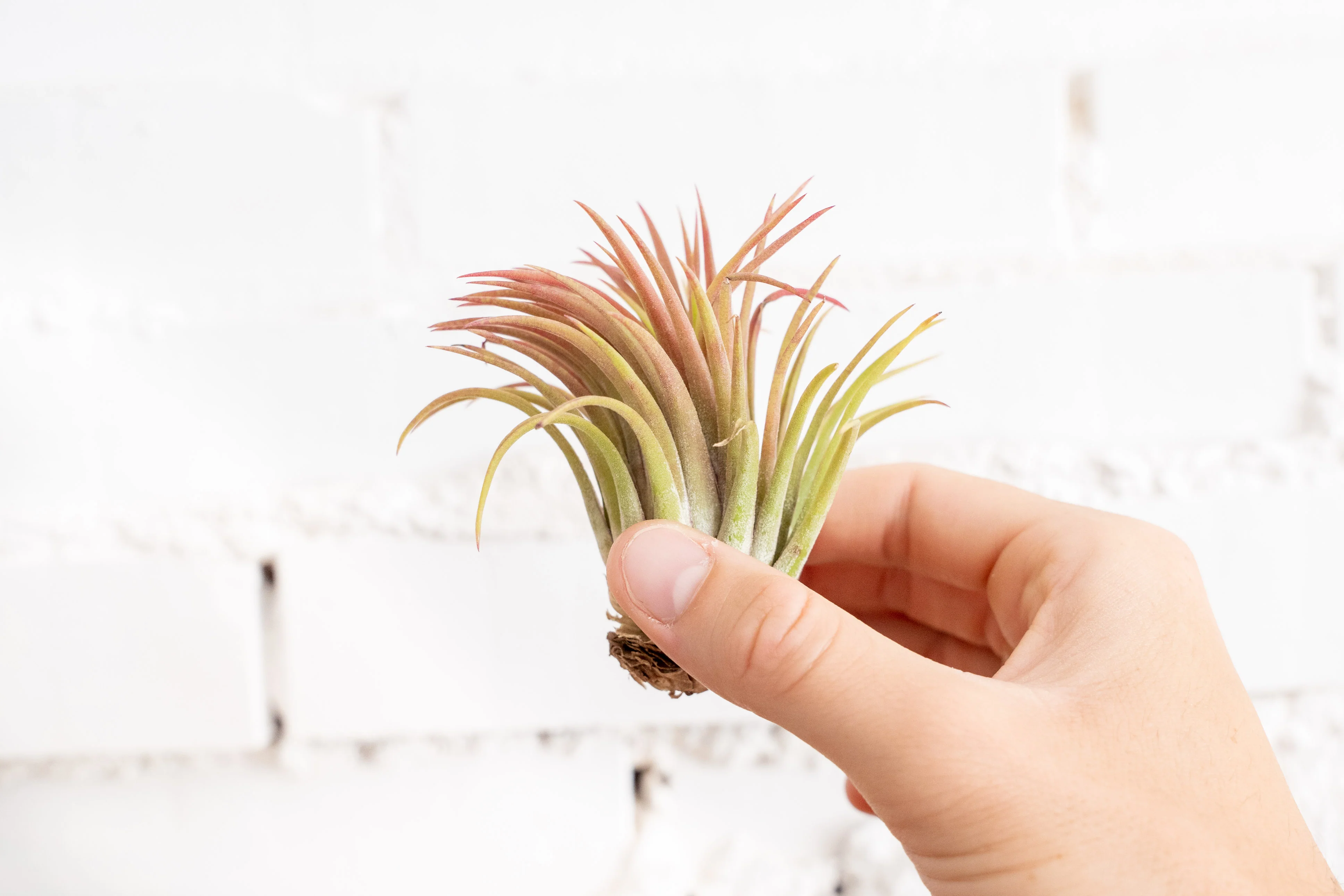Tillandsia Ionantha Rubra Air Plant Trio Pack - Image 2