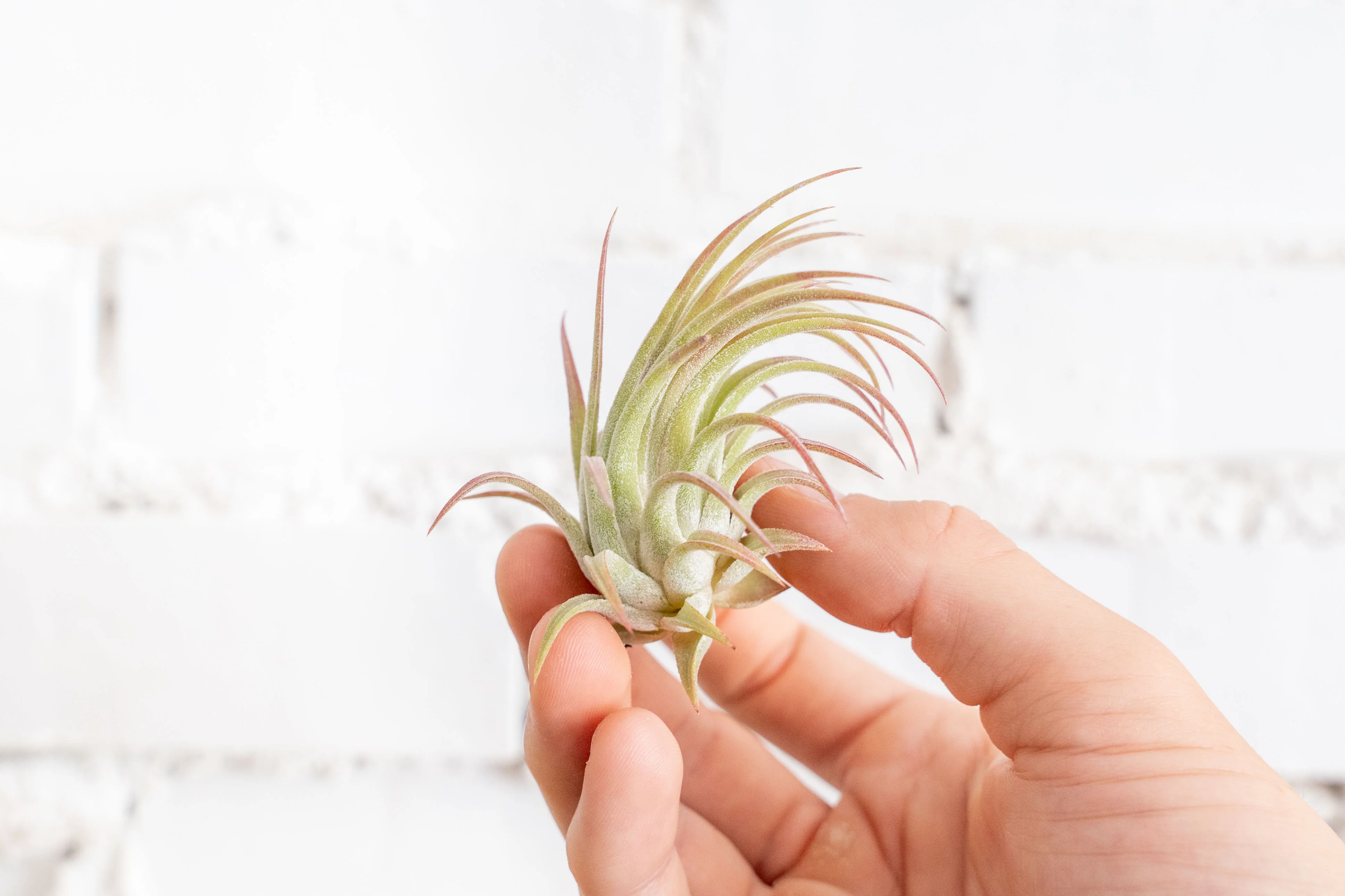 Tillandsia Ionantha Rubra Air Plant Trio Pack - Image 3