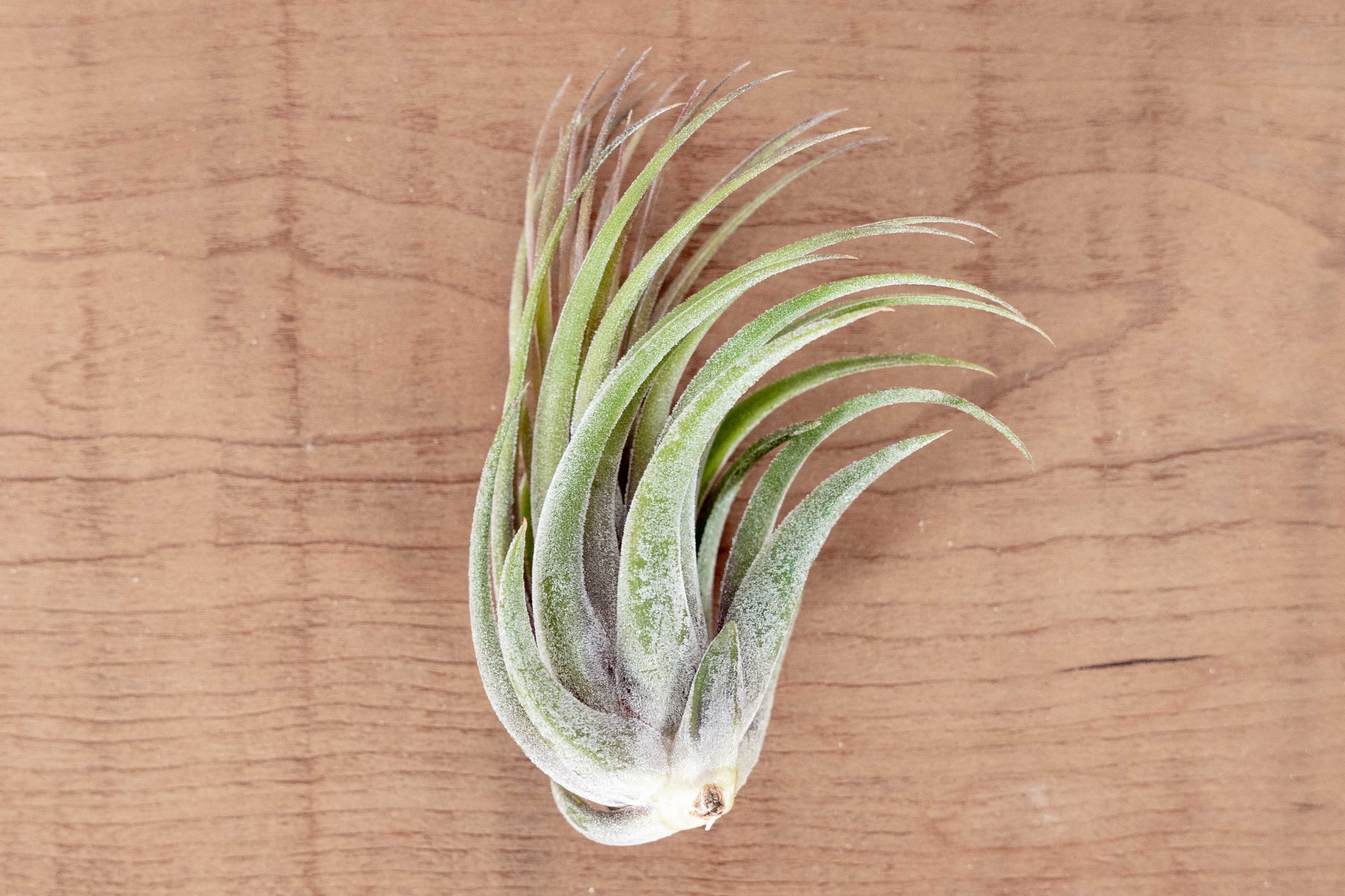 Tillandsia Ionantha Scaposa Air Plant - Image 4