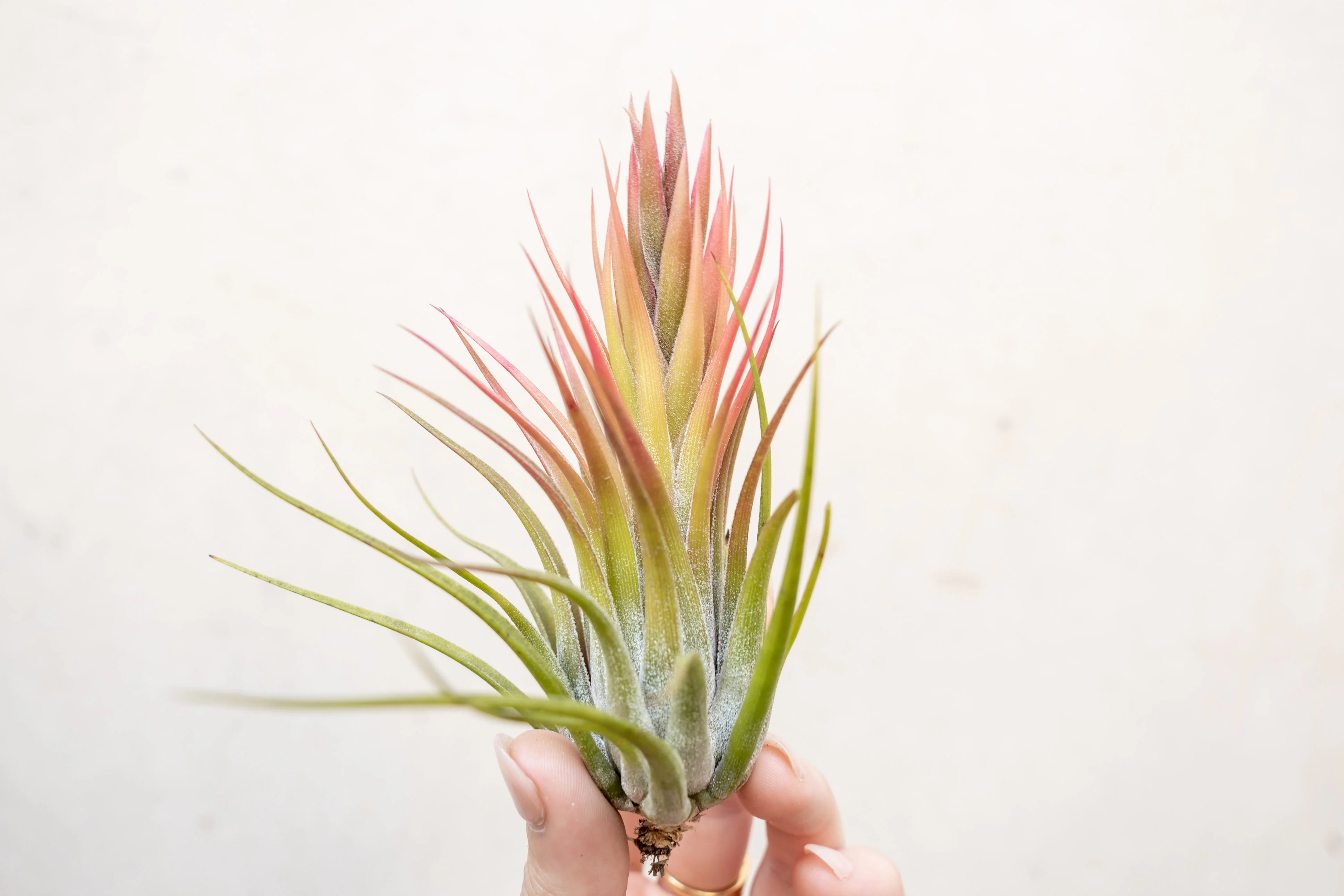 Tillandsia Ionantha Scaposa Air Plant - Image 7