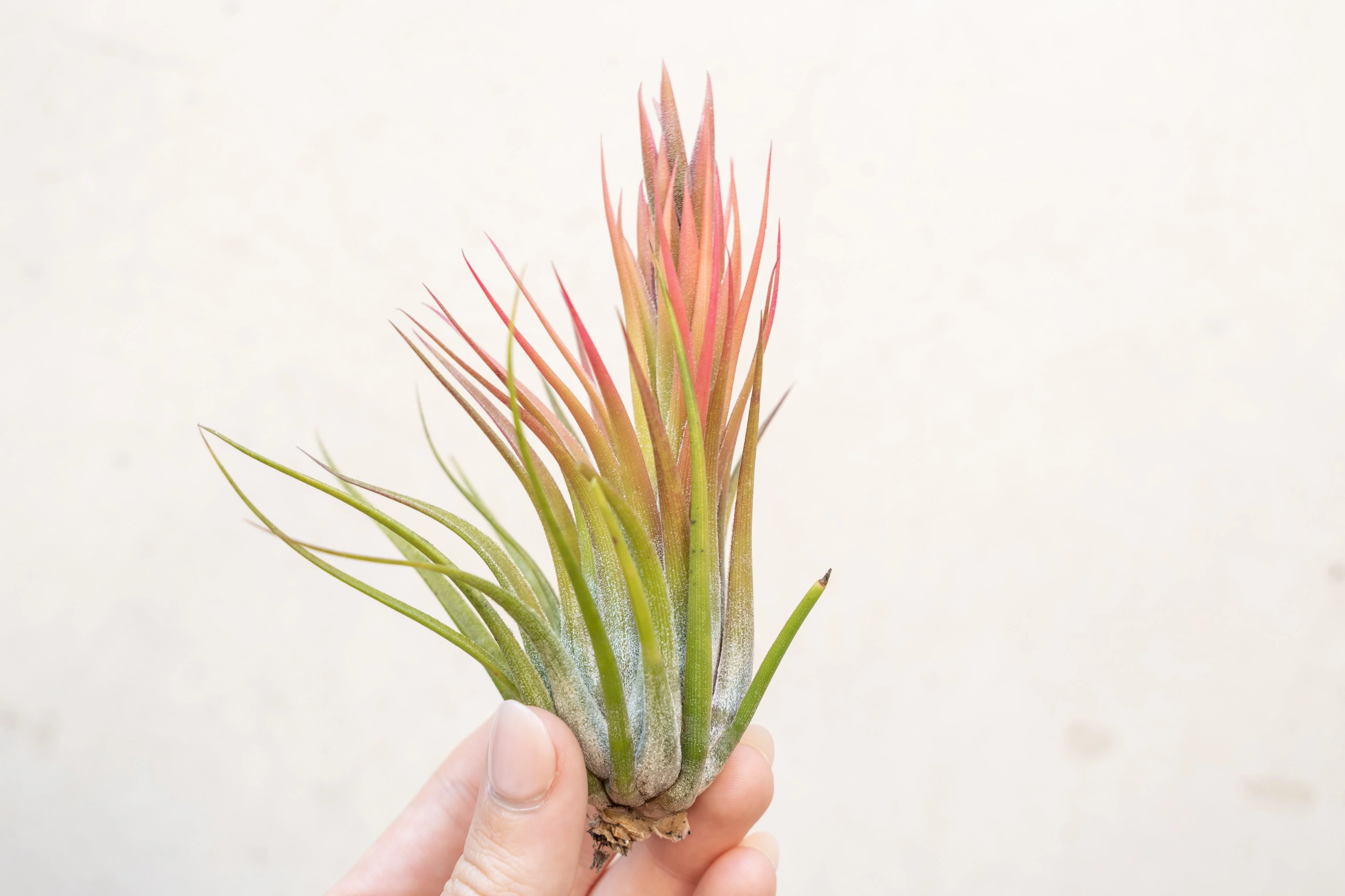 Tillandsia Ionantha Scaposa Air Plant - Image 8