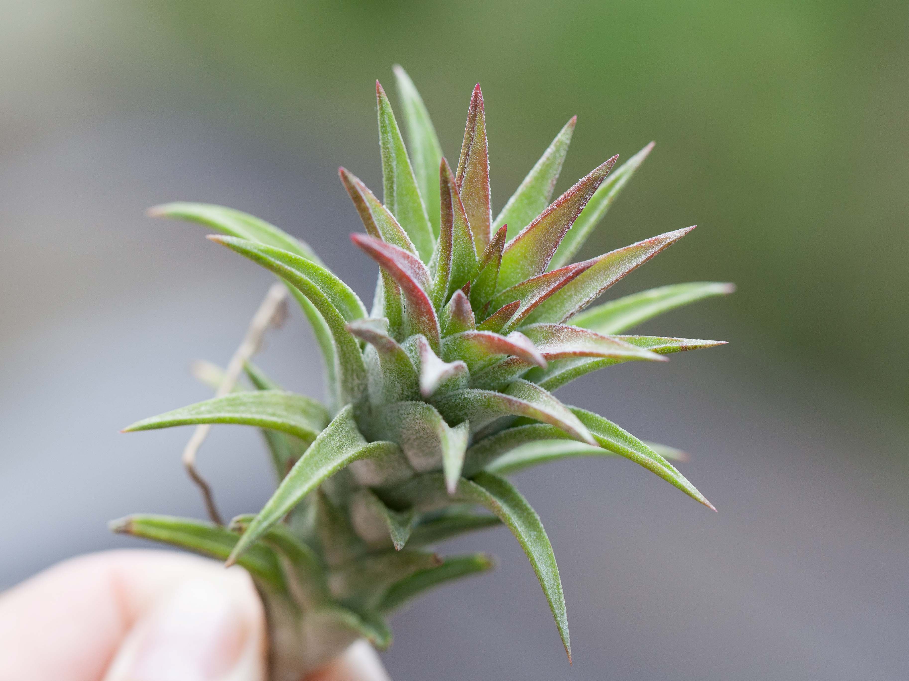 Tillandsia Ionantha Vanhyningii Air Plant - Image 2