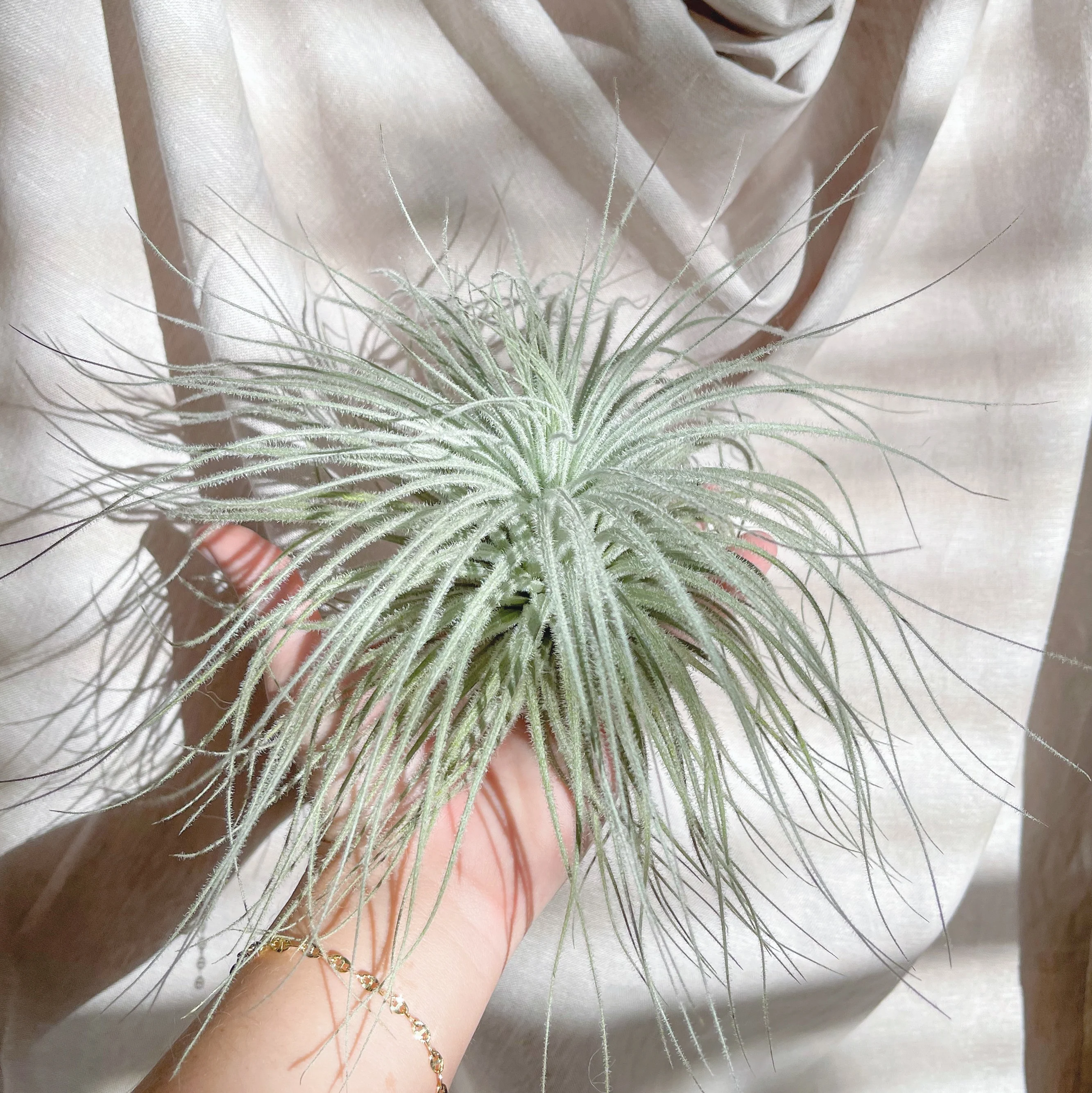 Jumbo Tillandsia Tectorum Ecuador Air Plant