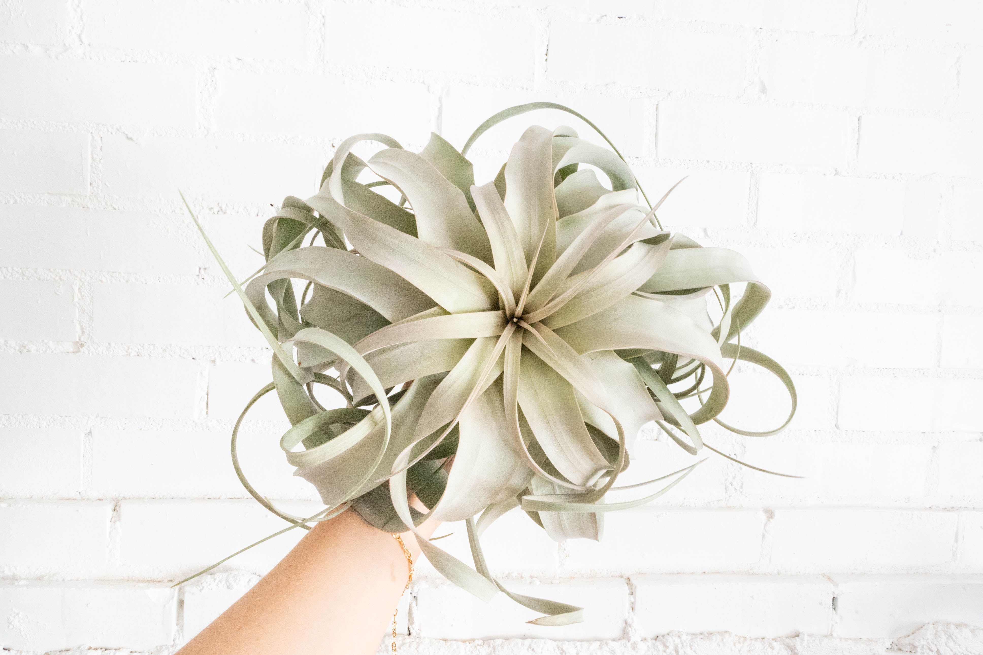 Jumbo Tillandsia Xerographica Air Plant - Image 2