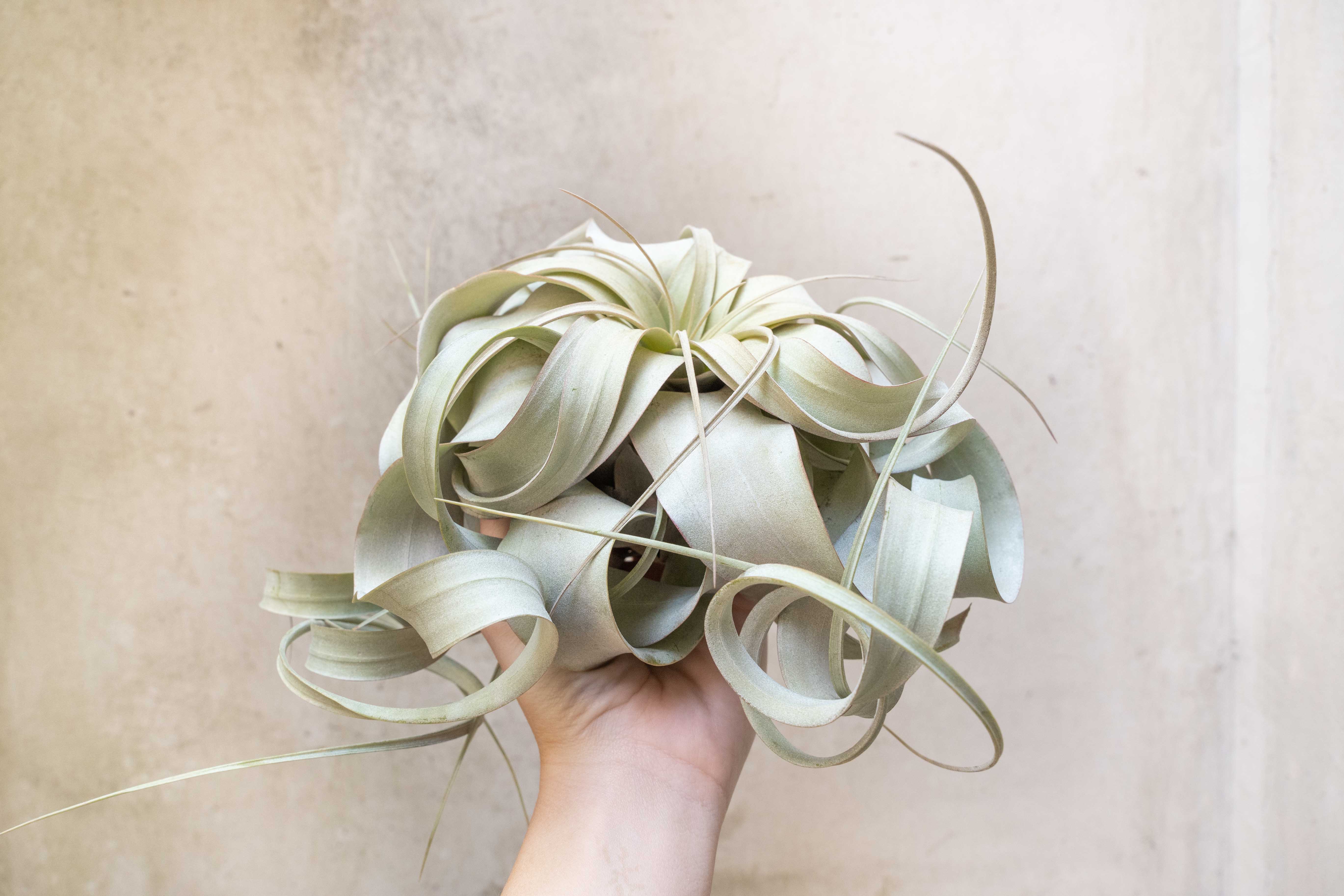 Jumbo Tillandsia Xerographica Air Plant - Image 3