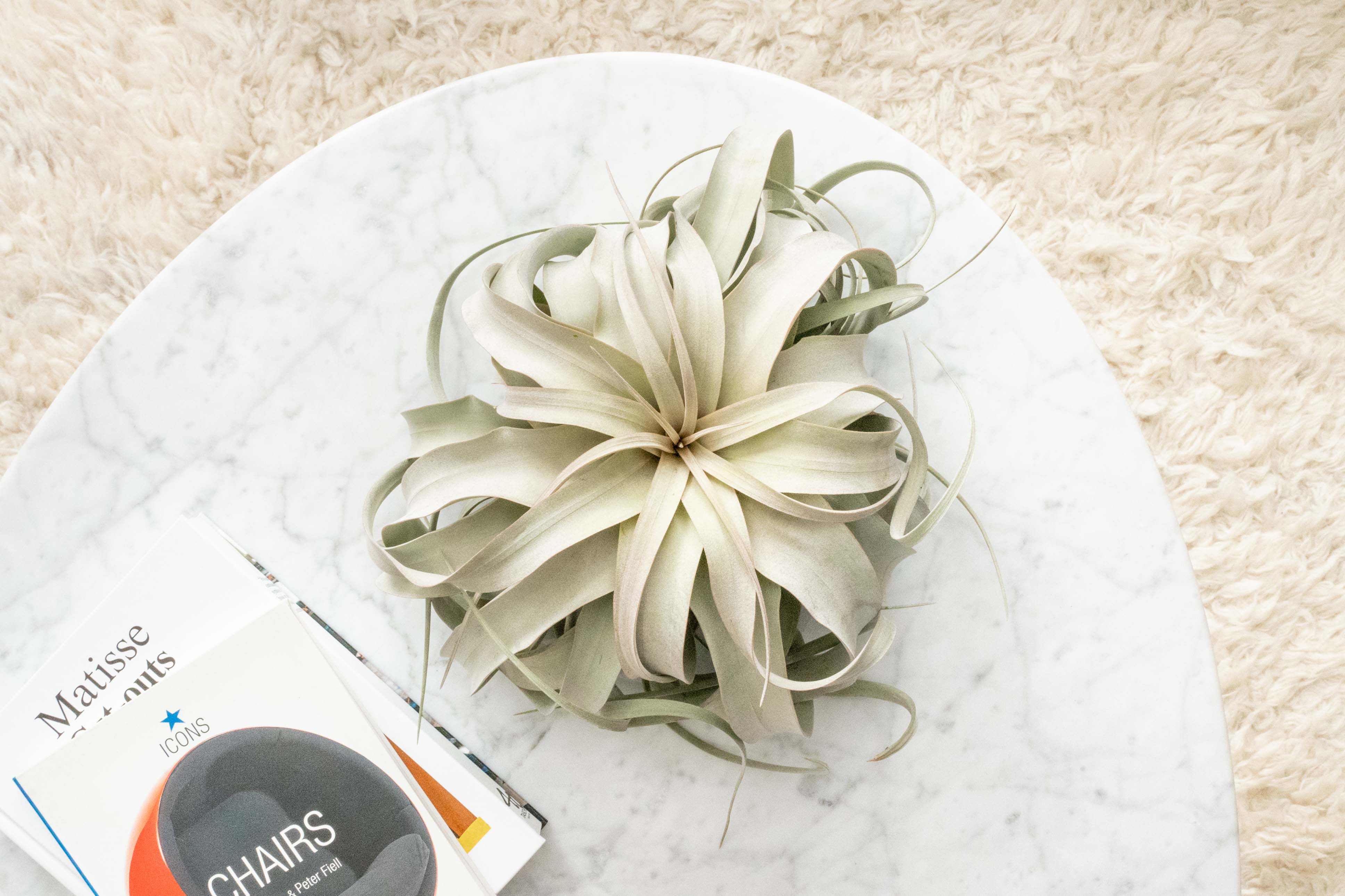 Jumbo Tillandsia Xerographica Air Plant - Image 4