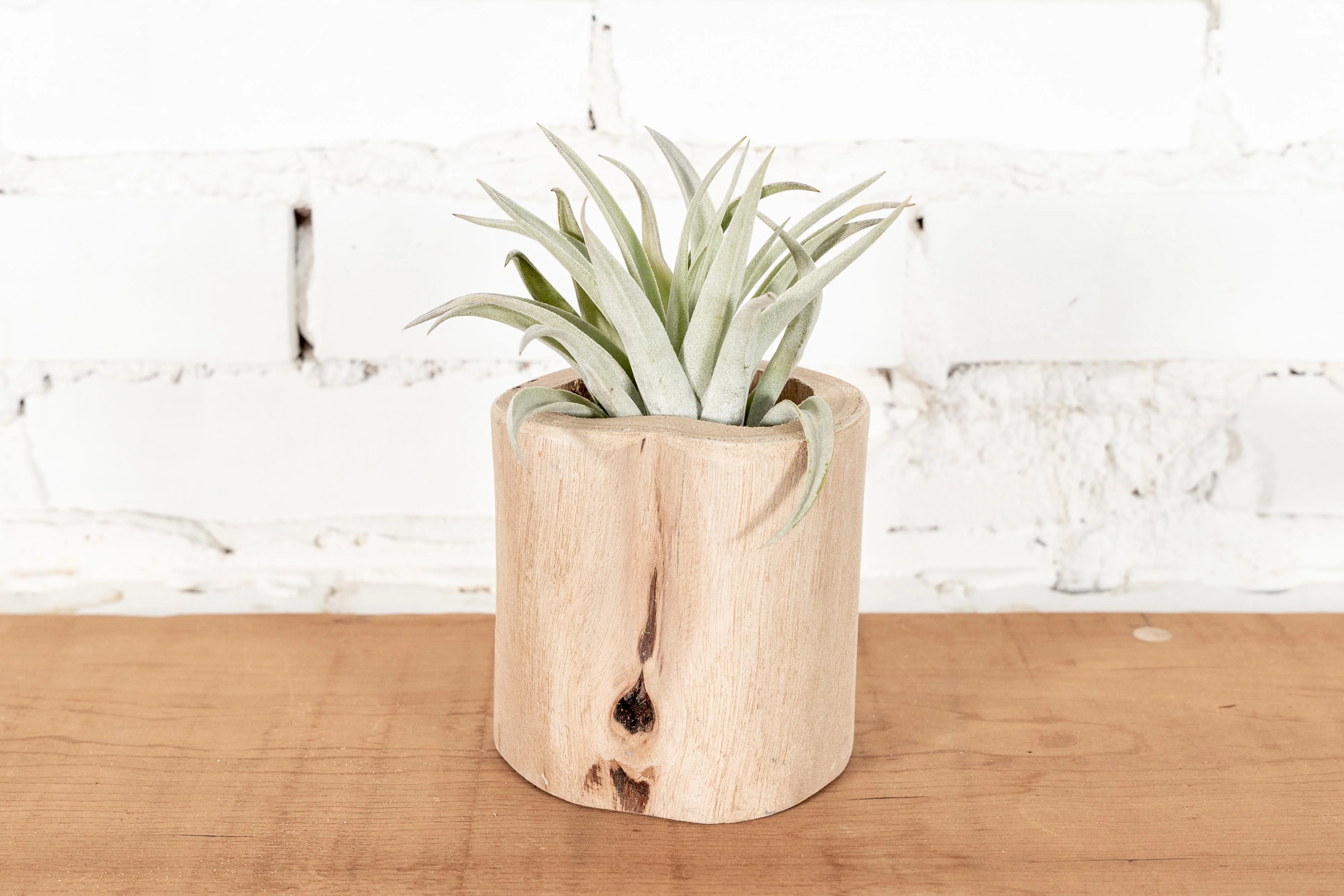 Driftwood Container with Assorted Tillandsia Air Plant