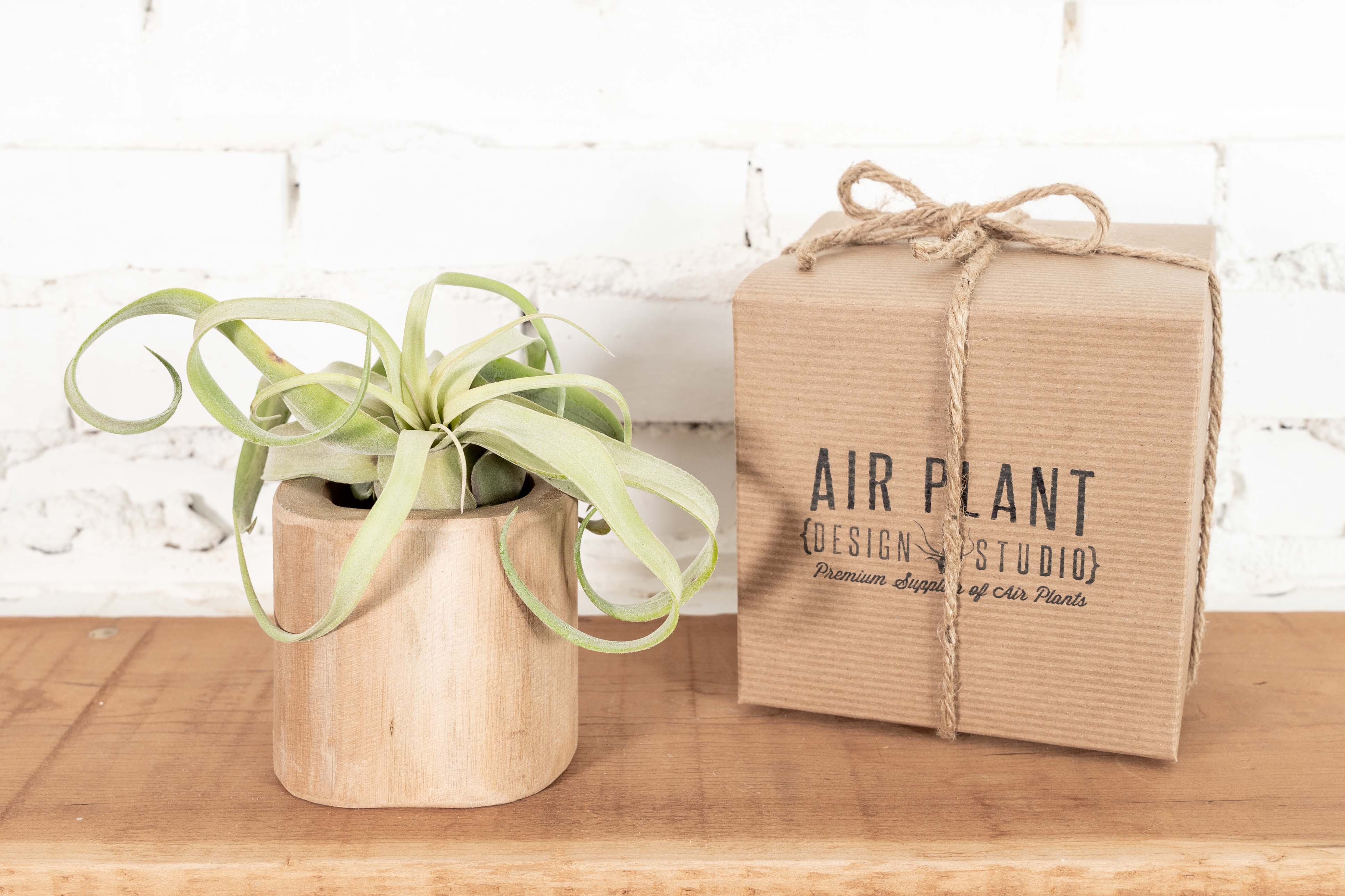 Driftwood Container with Assorted Tillandsia Air Plant - Image 5