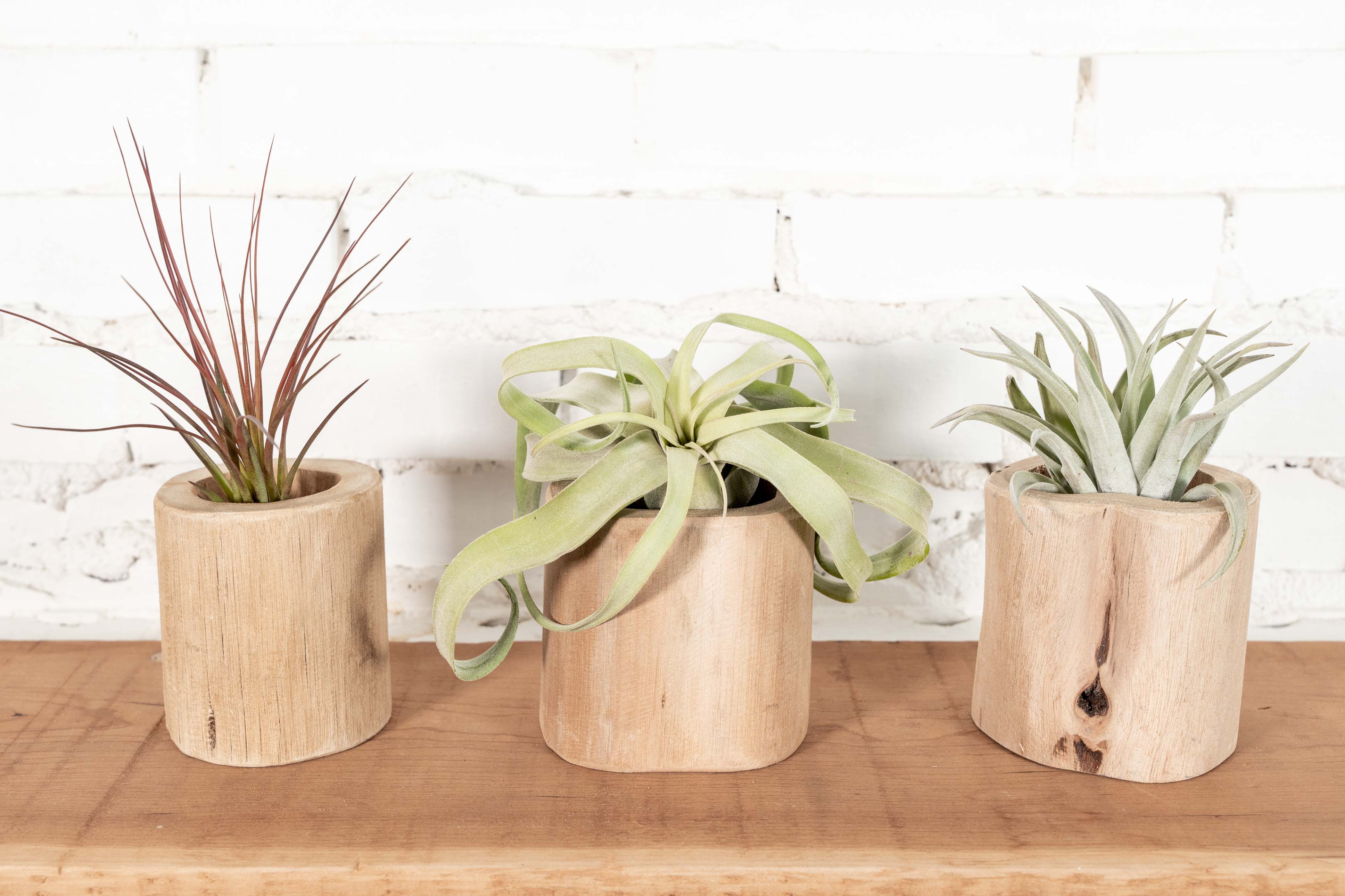 Driftwood Containers with Assorted Tillandsia Air Plants | Combo Packs