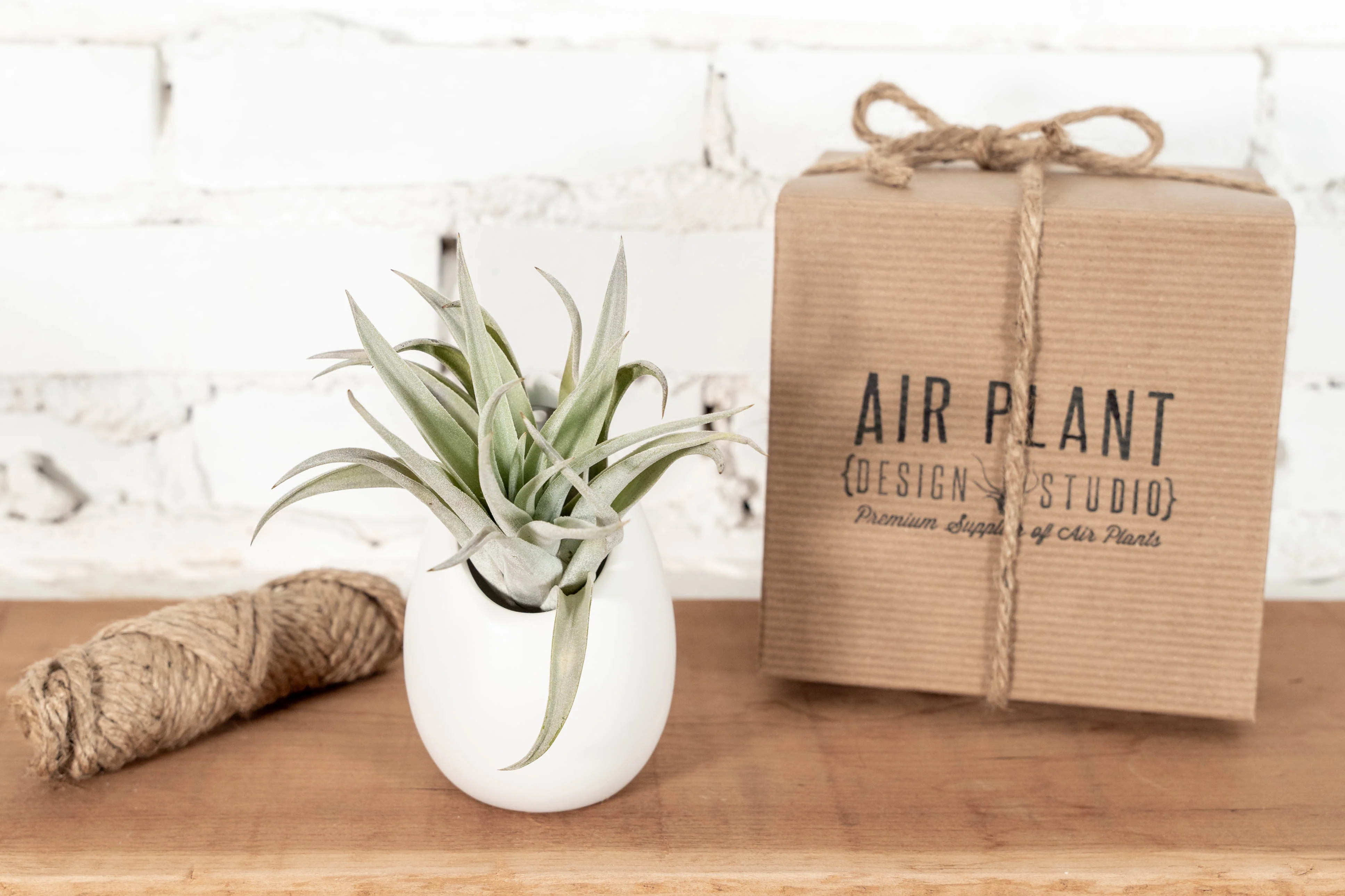 Large Ivory Ceramic Hanging Planter with Assorted Tillandsia Air Plant - Image 6