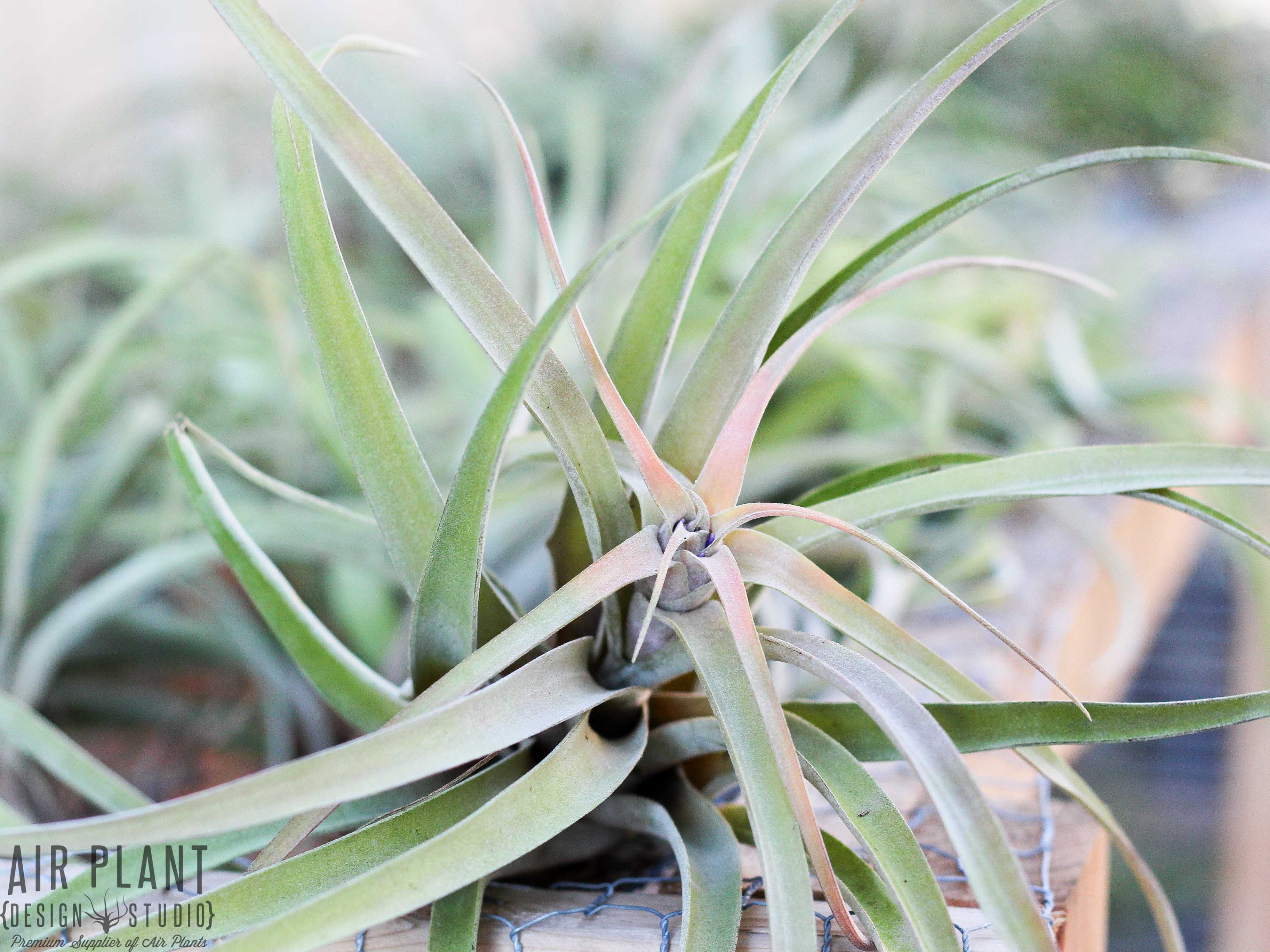 Large Tillandsia Capitata Peach Air Plant - Image 3