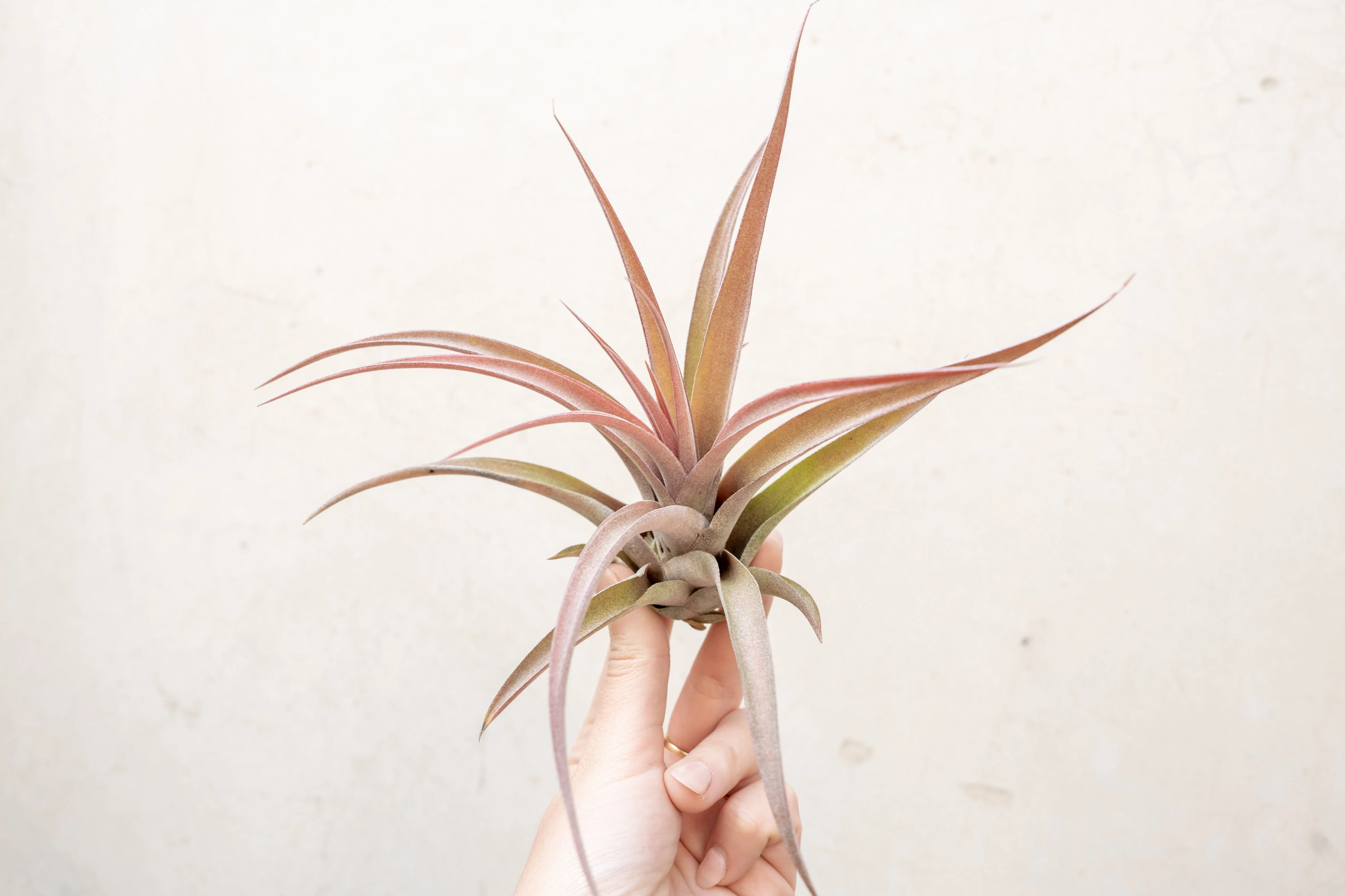 Large Tillandsia Capitata Peach Air Plant - Image 4