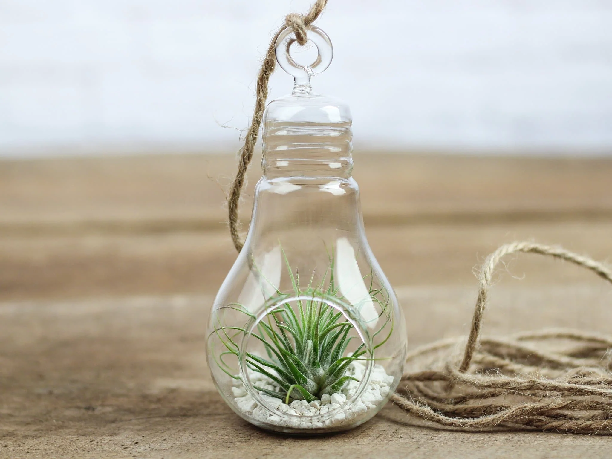 Light Bulb Terrarium with Assorted Tillandsia Air Plants