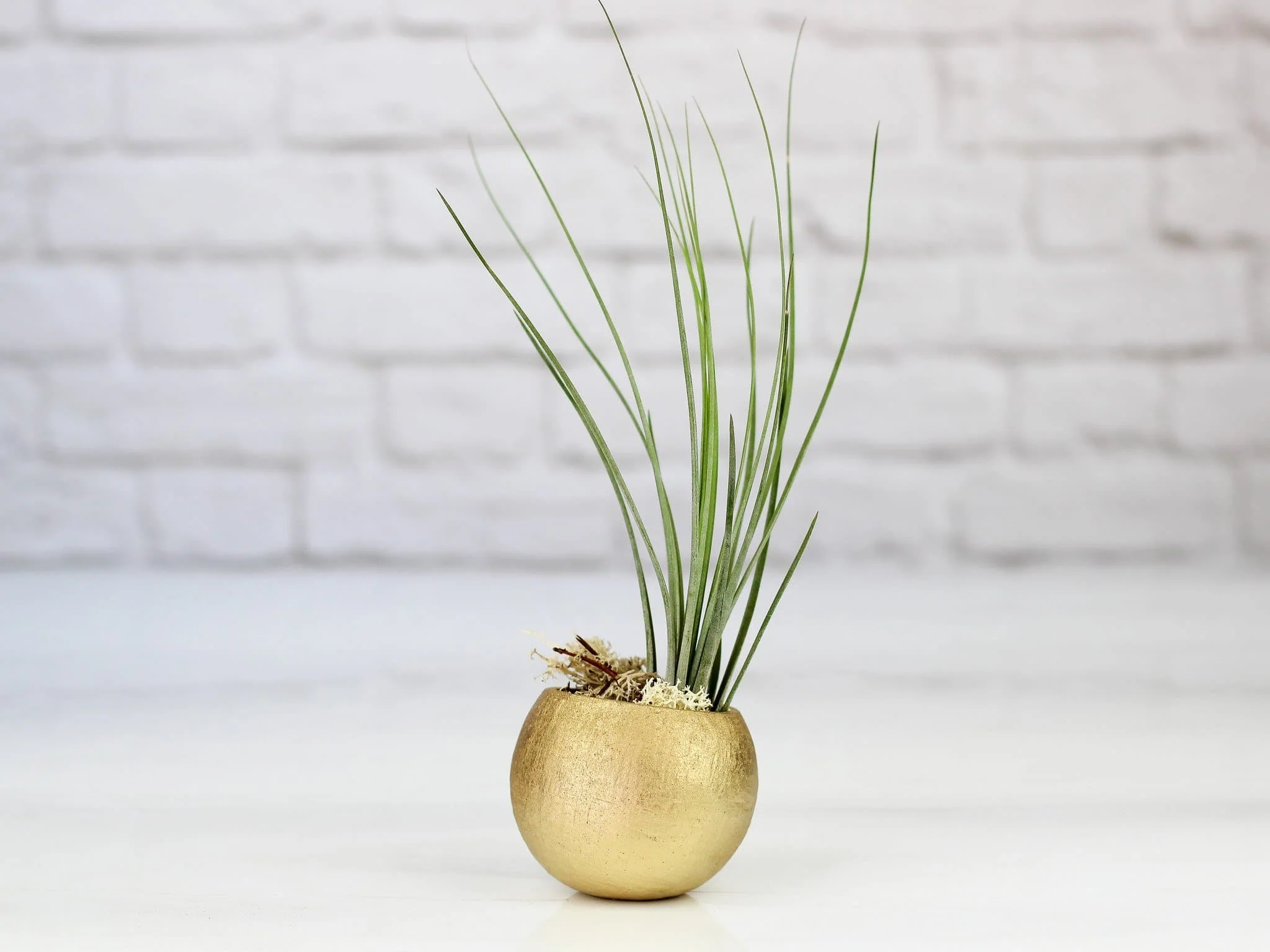 Metallic Gold Pod with Tillandsia Air Plant - Image 3