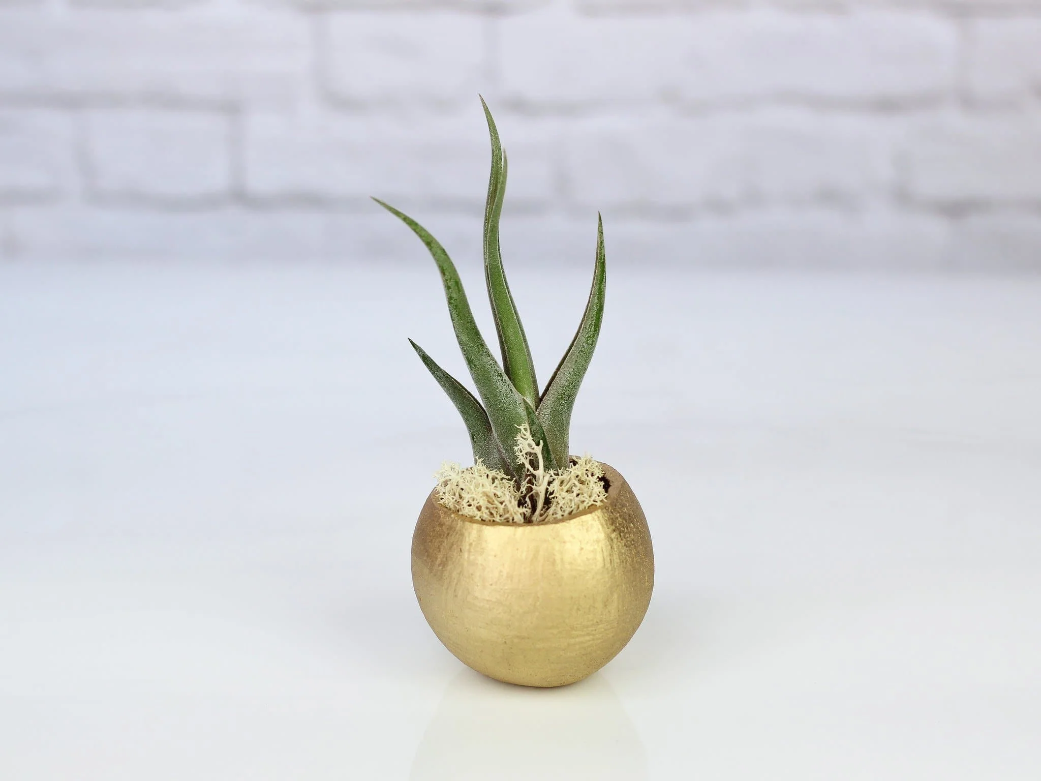 Metallic Gold Pod with Tillandsia Air Plant - Image 4
