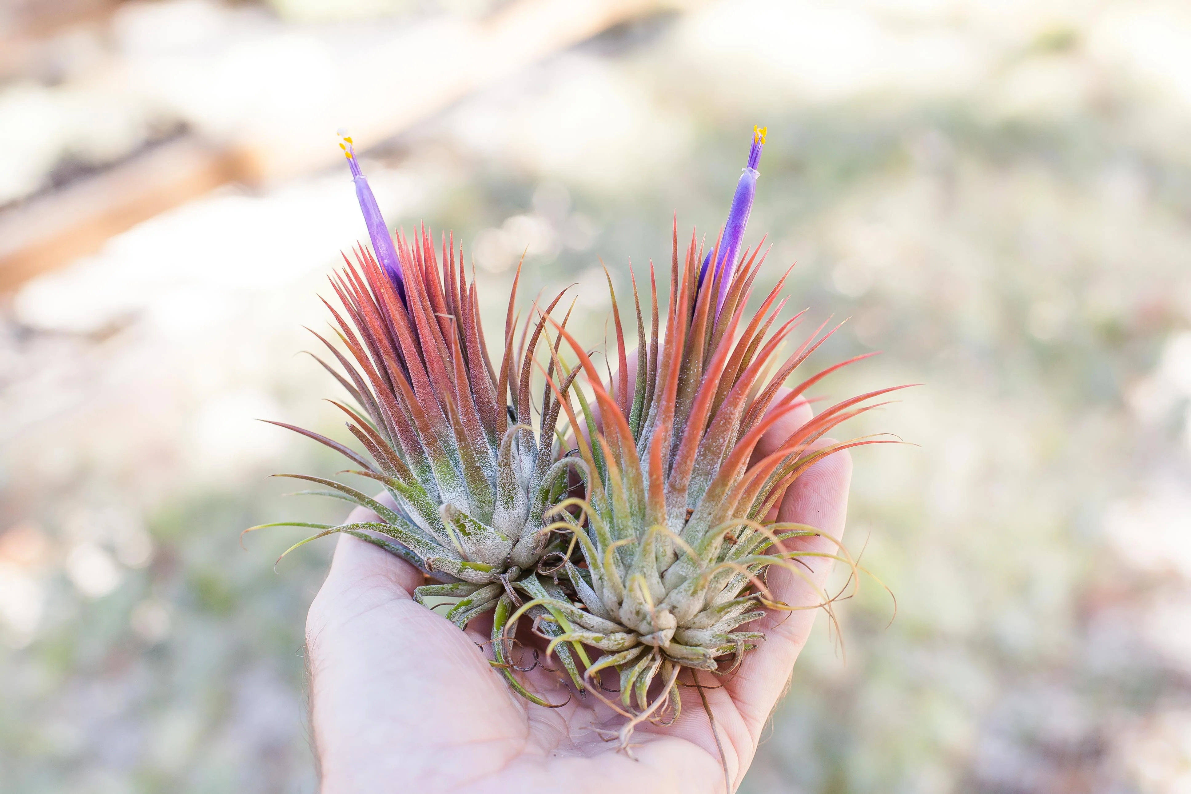 Gift Boxed: Mini Coastal Ornament with Tillandsia Ionantha Air Plant - Image 4