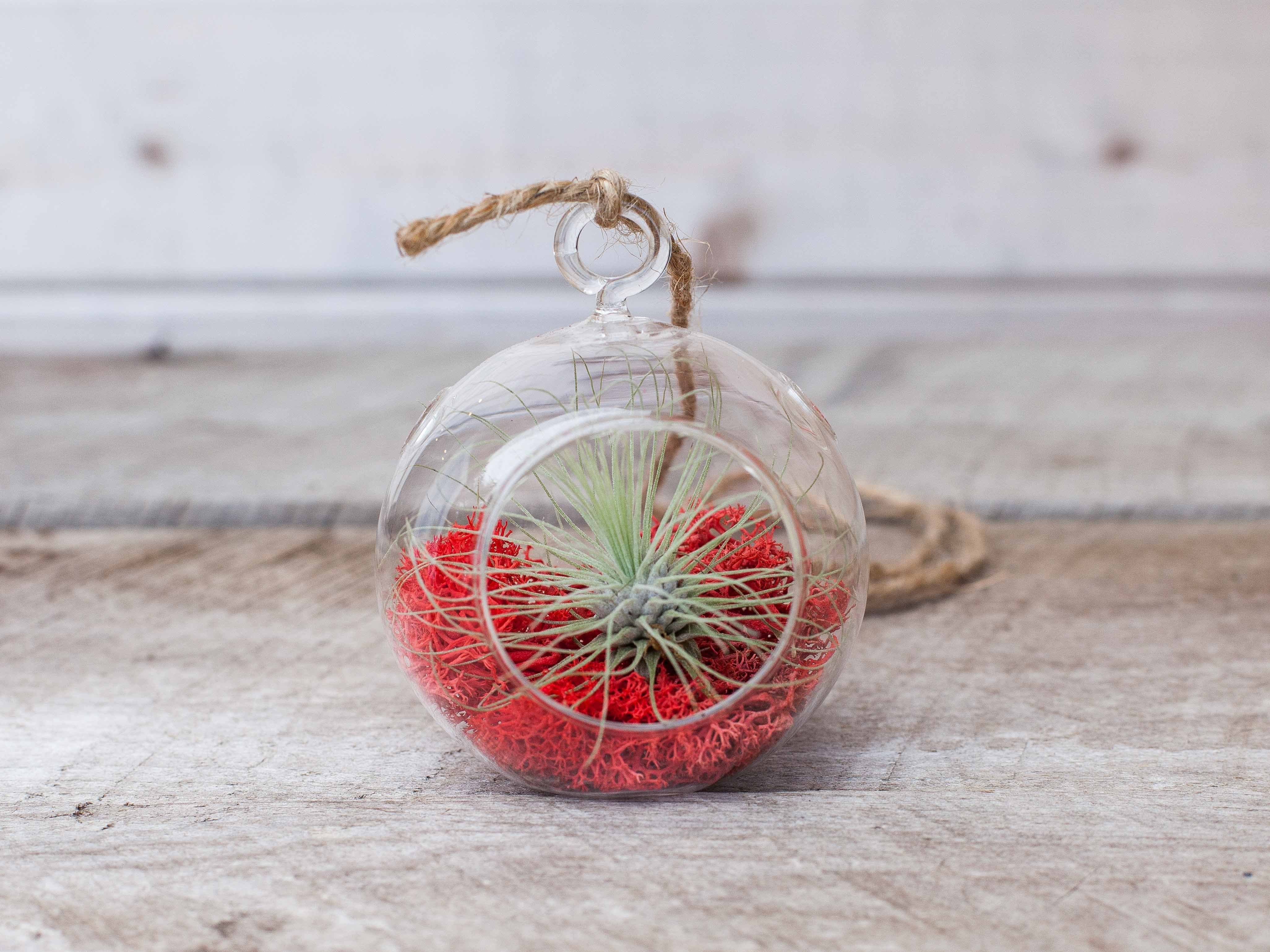 Mini Crimson Terrarium with Tillandsia Argentea Thin Air Plant