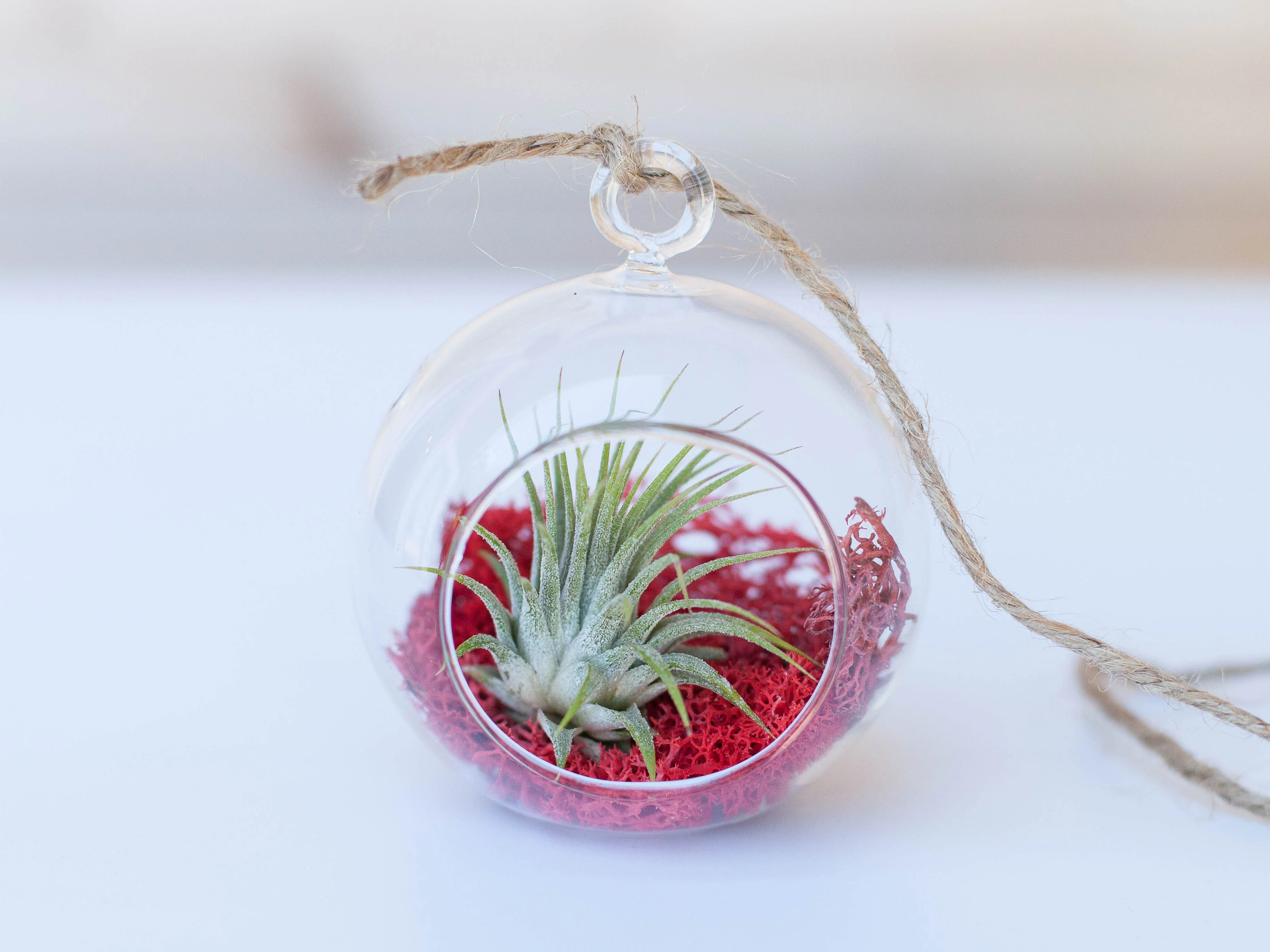 Mini Crimson Terrarium with Tillandsia Ionantha Air Plant