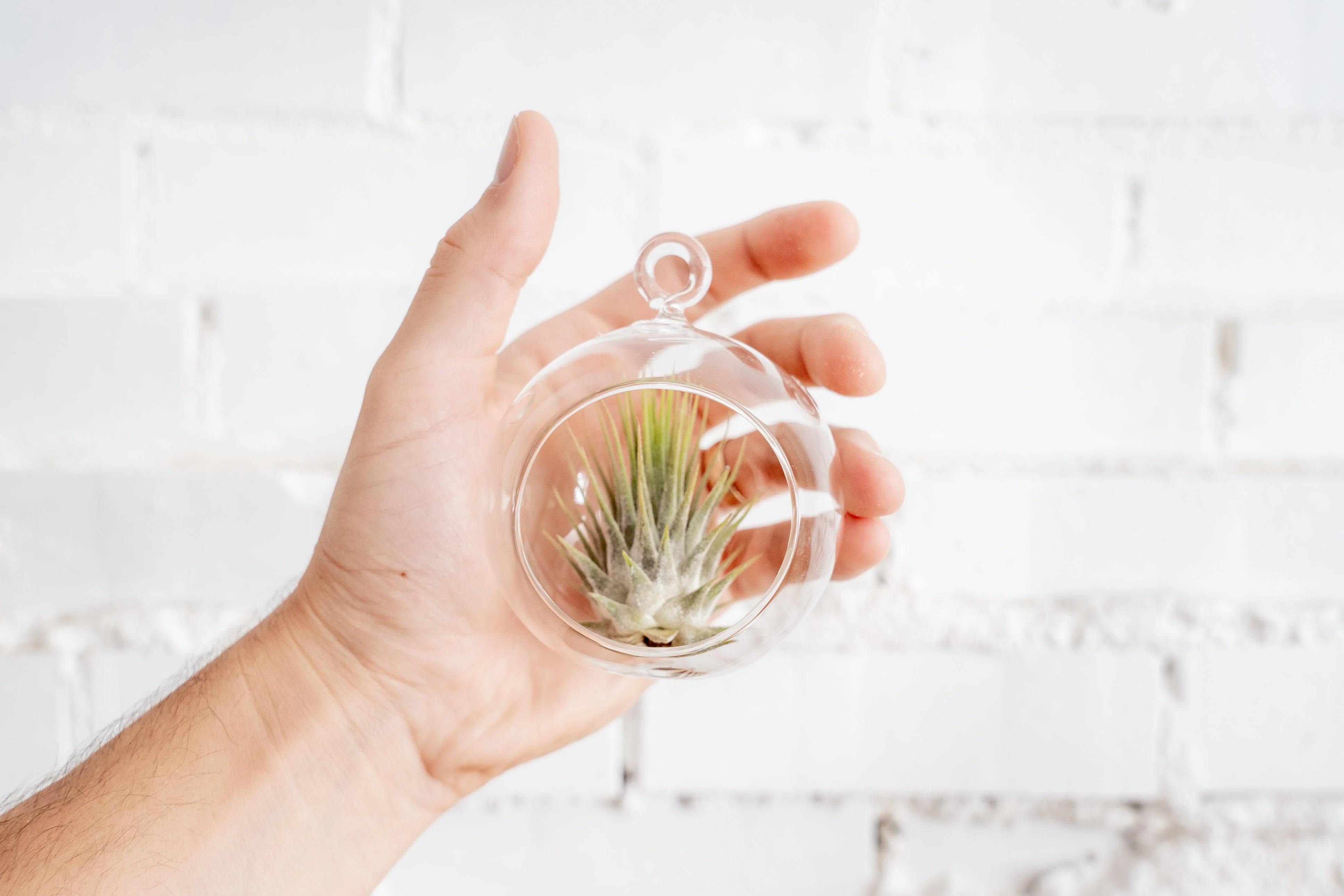 Mini Flat Bottom Glass Terrarium - Image 2
