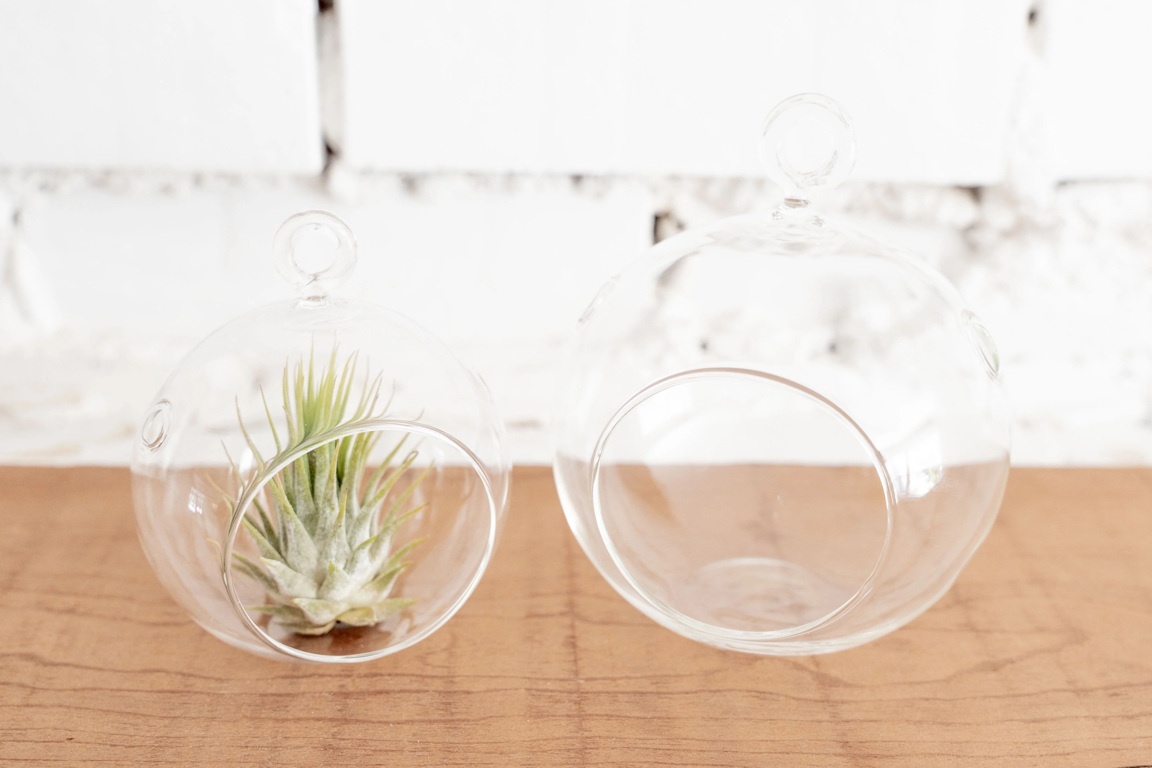 Mini Flat Bottom Glass Terrarium - Image 5
