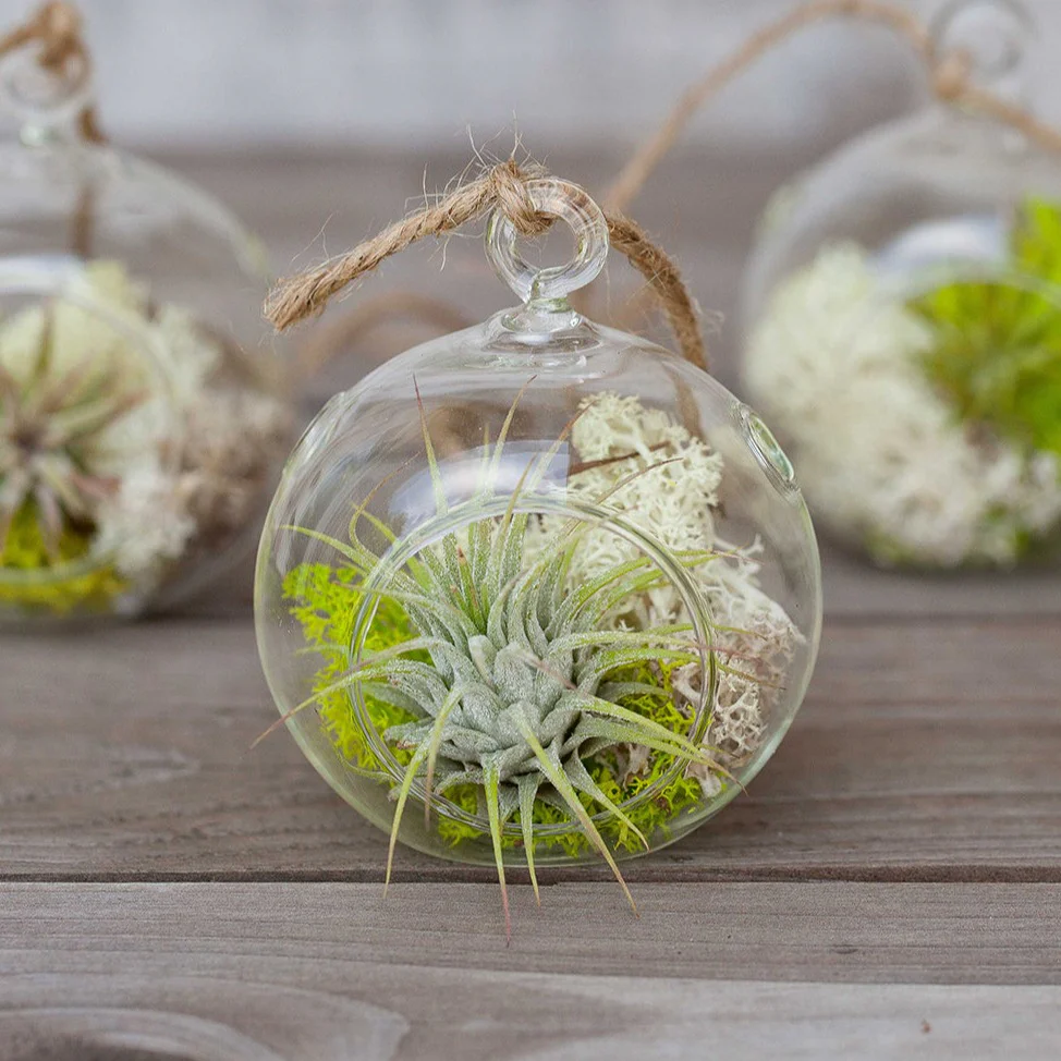 Mini Jungle Terrarium with Tillandsia Ionantha Air Plant
