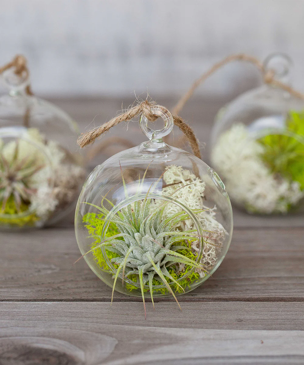 Mini Jungle Trio Terrariums with Tillandsia Ionantha