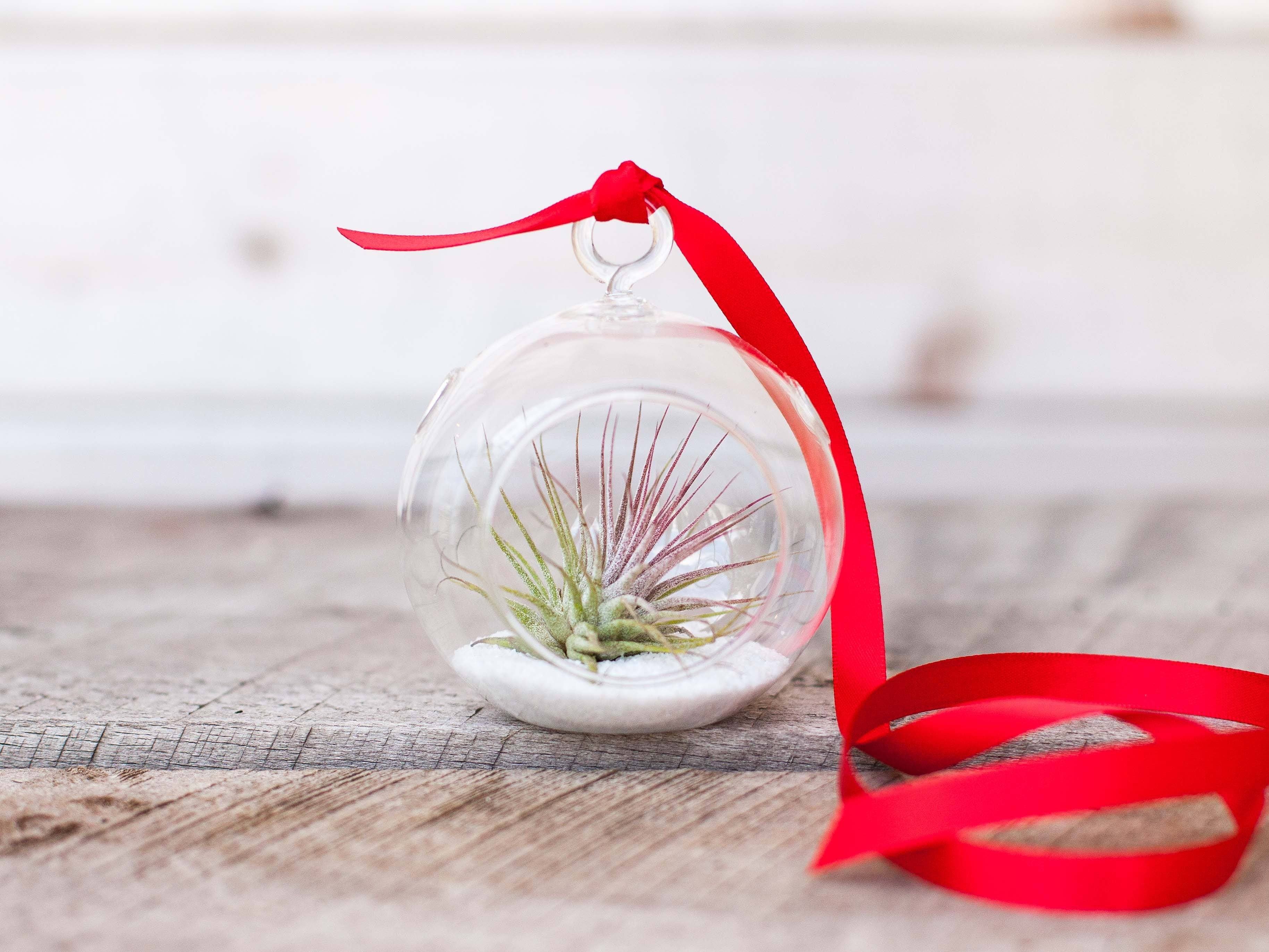 Mini Coastal Ornament with Tillandsia Ionantha Air Plant