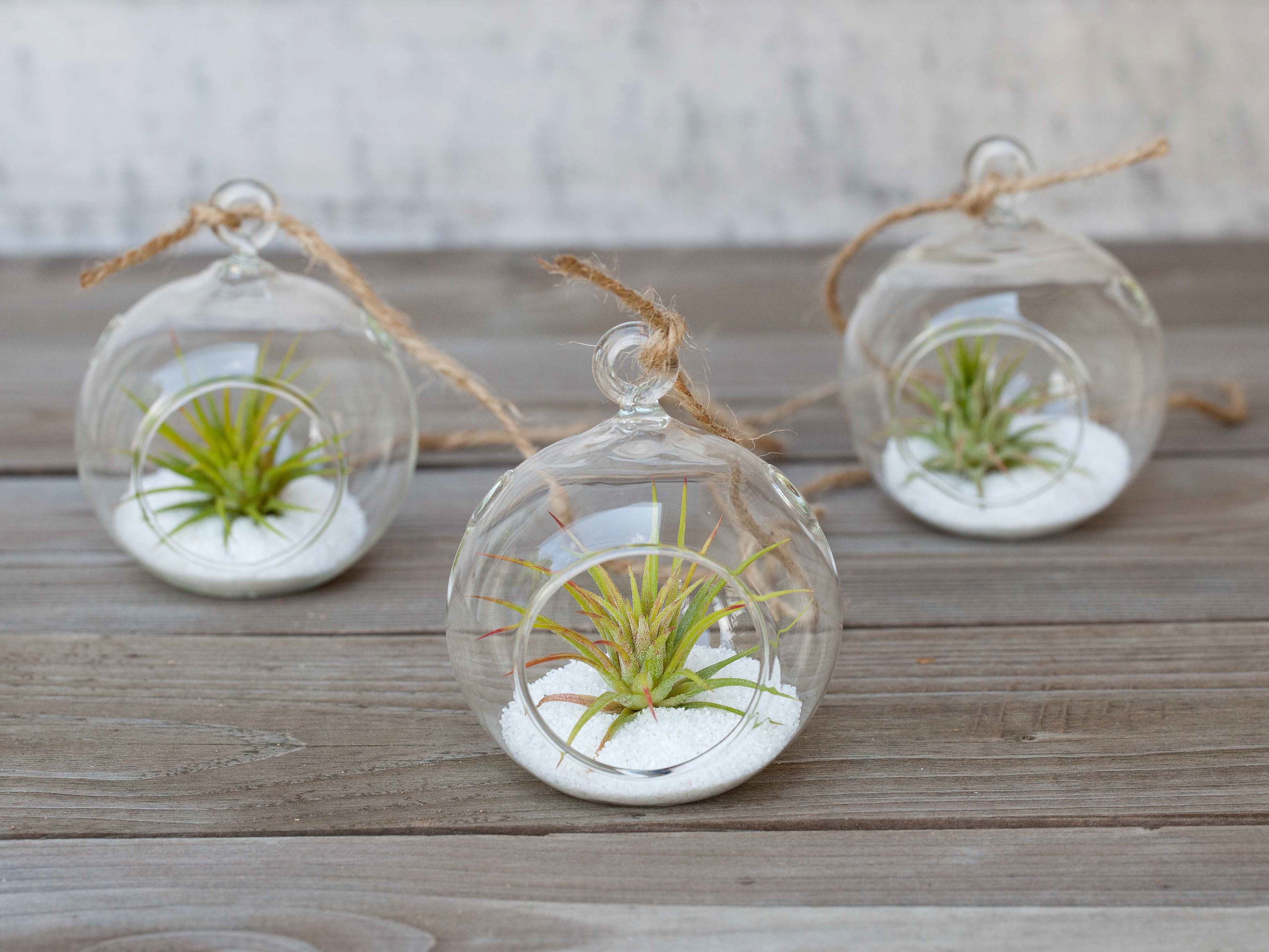 Mini Coastal Trio terrariums with Tillandsia Ionantha Air Plants